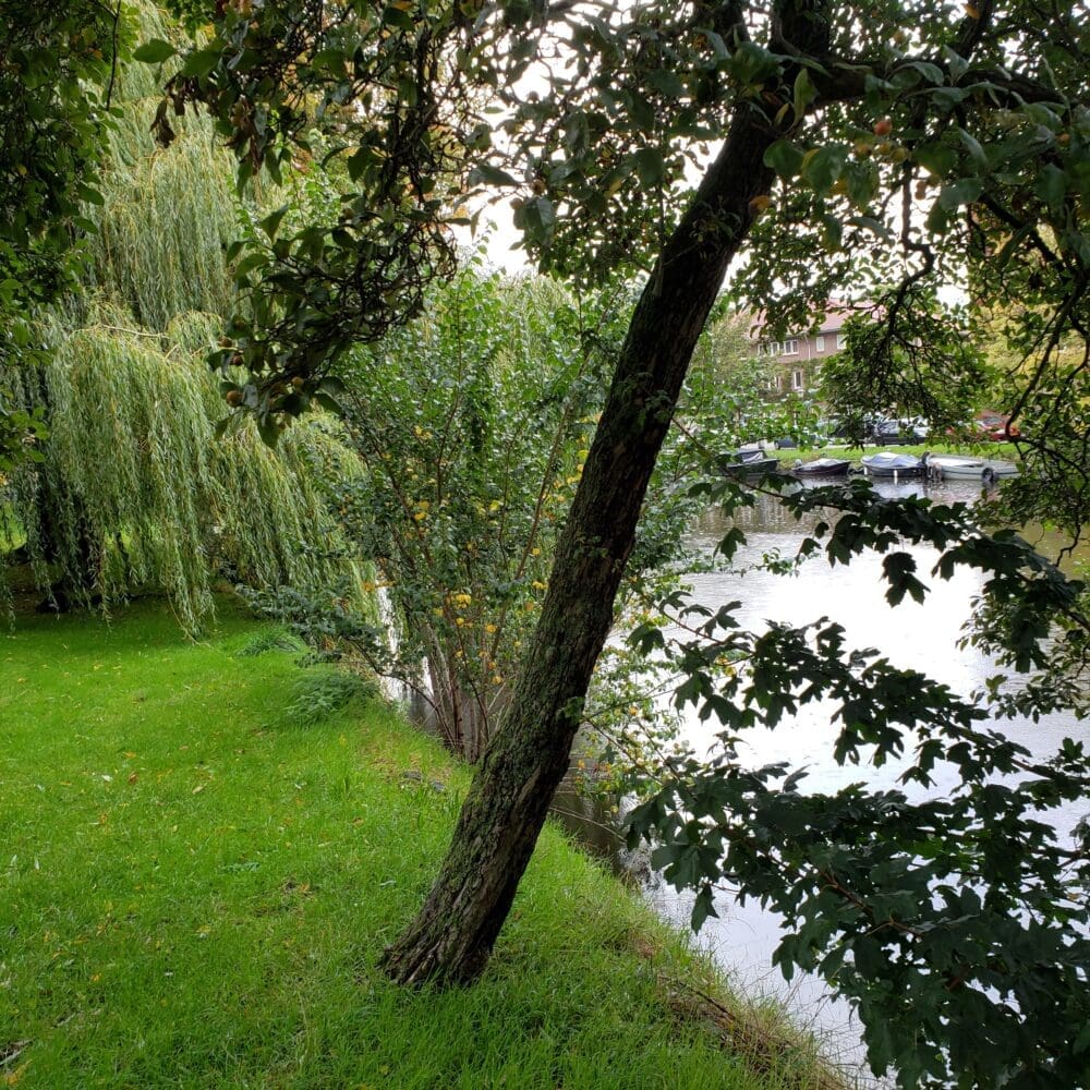 Shaded green Amsterdam canal nook with leaning trees, willow branches, bright grass, and reflections on silver water.