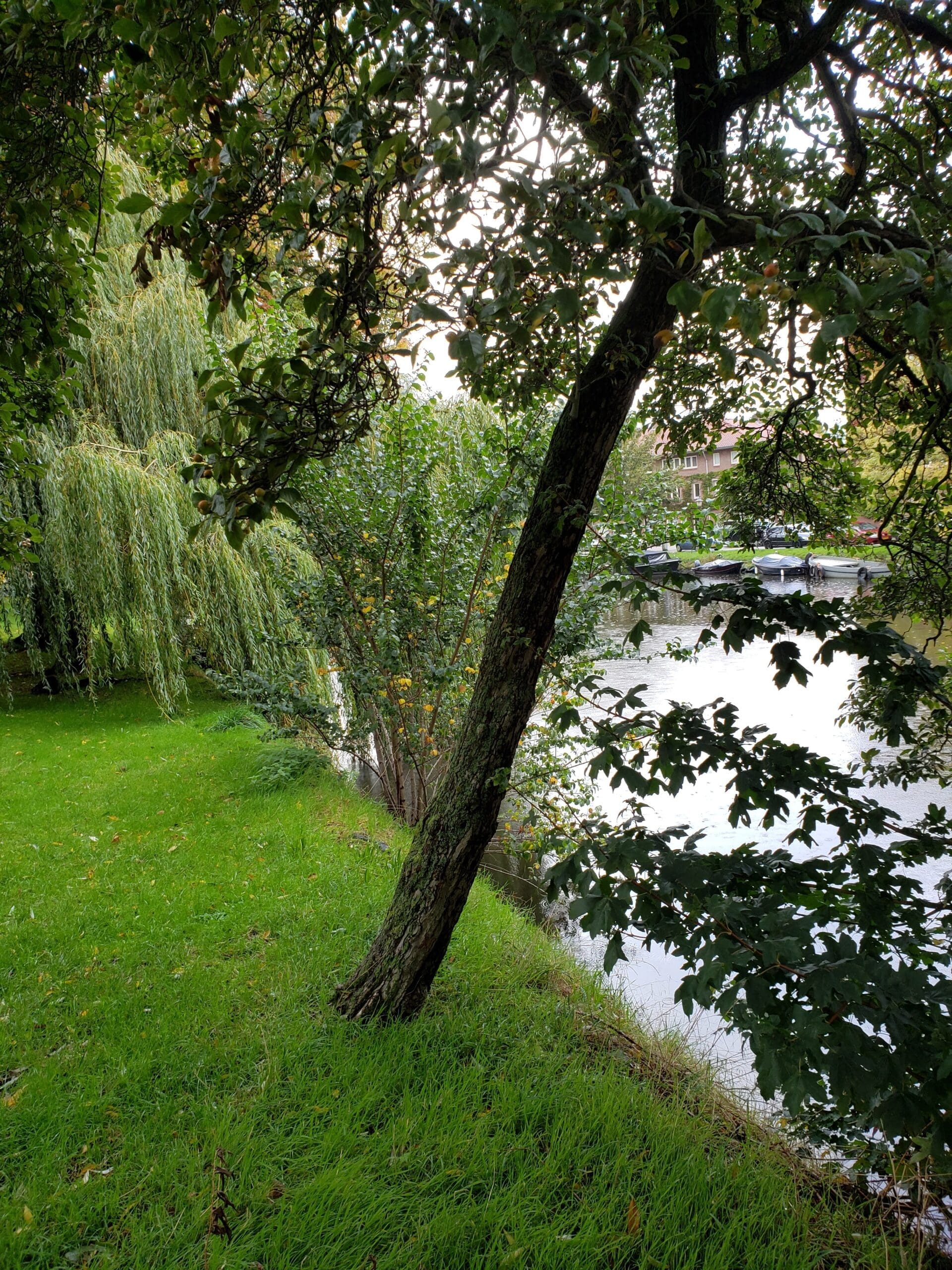 Shaded green Amsterdam canal nook with leaning trees, willow branches, bright grass, and reflections on silver water.