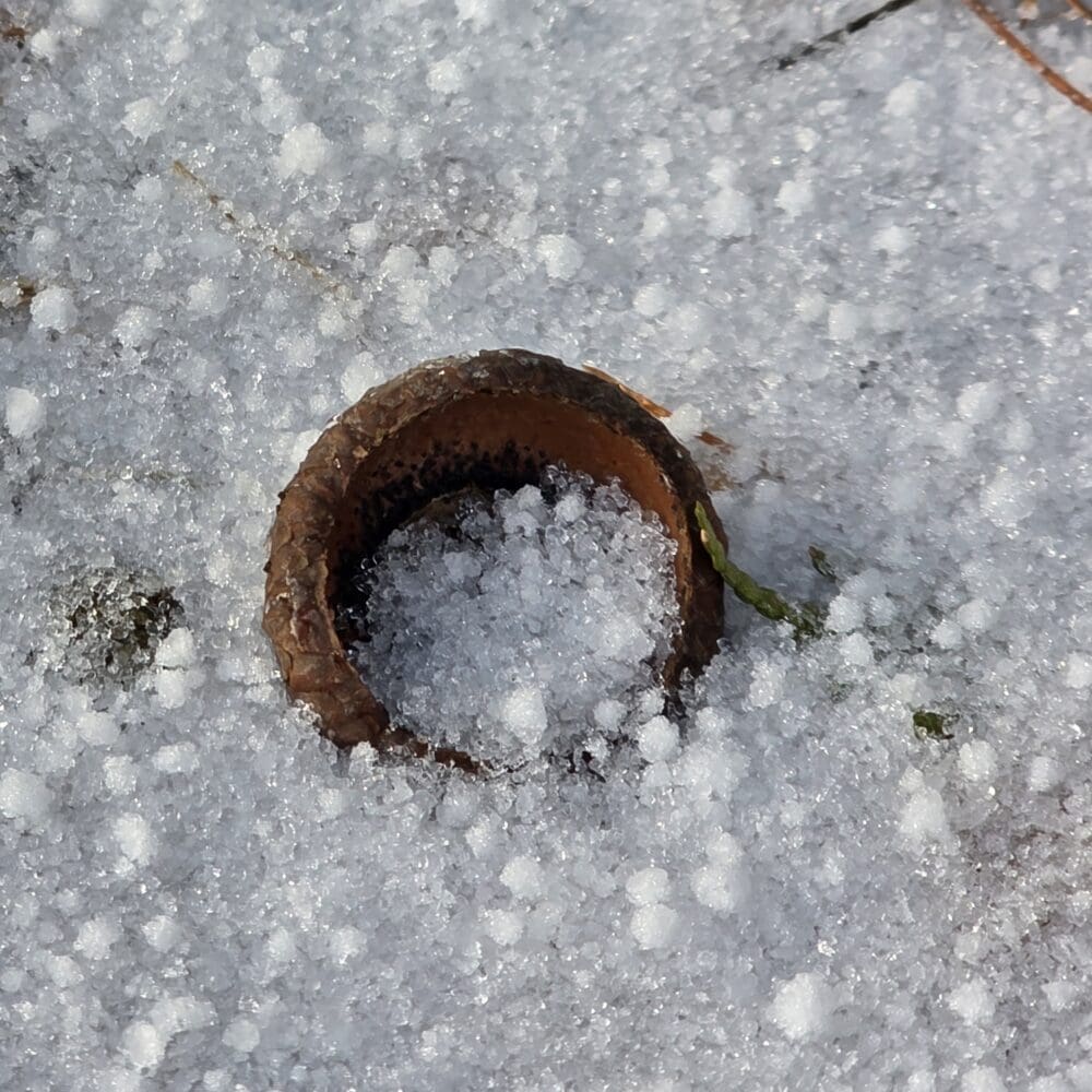 Brown‑gold acorn top half‑buried in spring sleet with tiny ice globes inside.