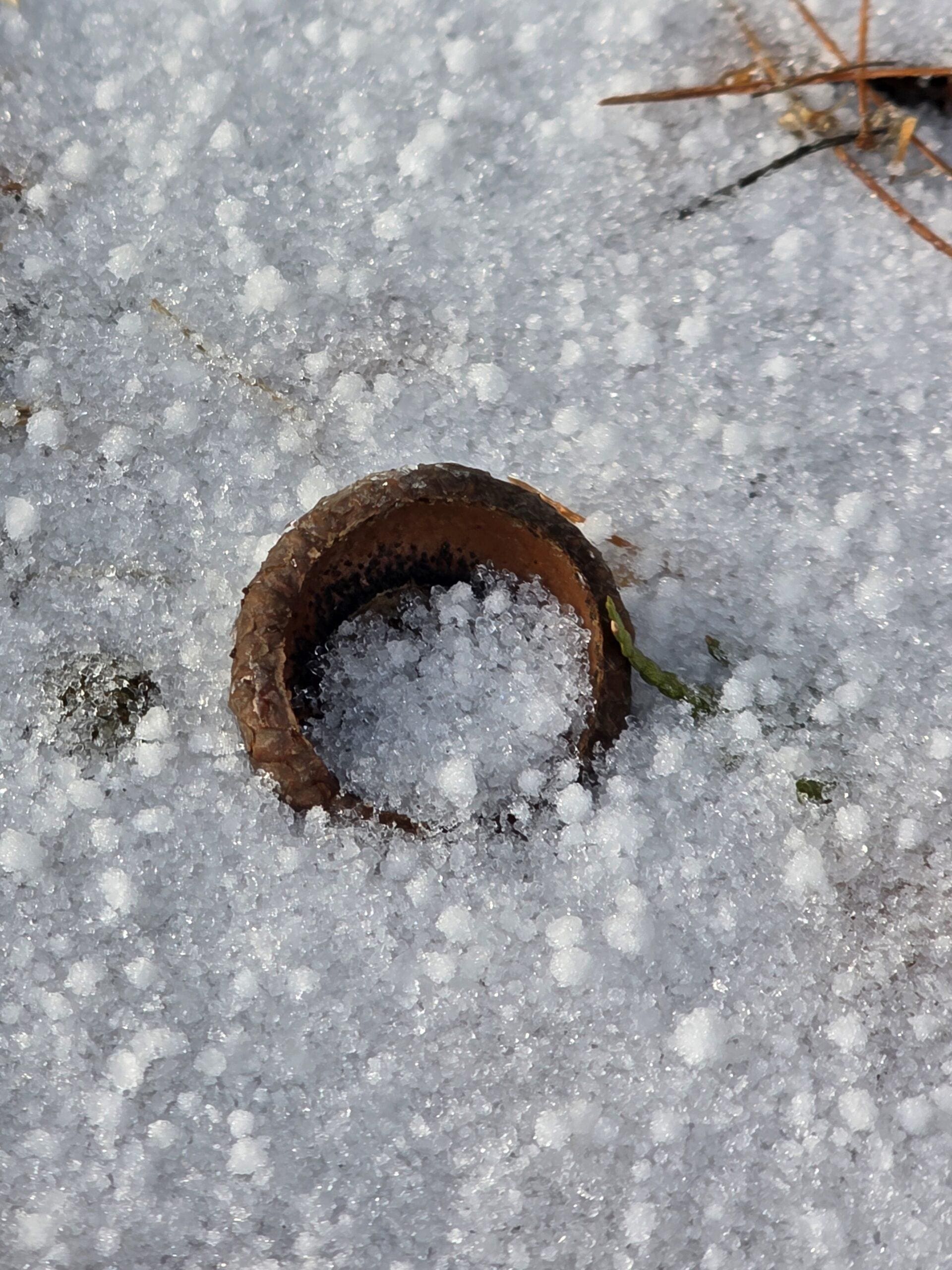 Brown‑gold acorn top half‑buried in spring sleet with tiny ice globes inside.