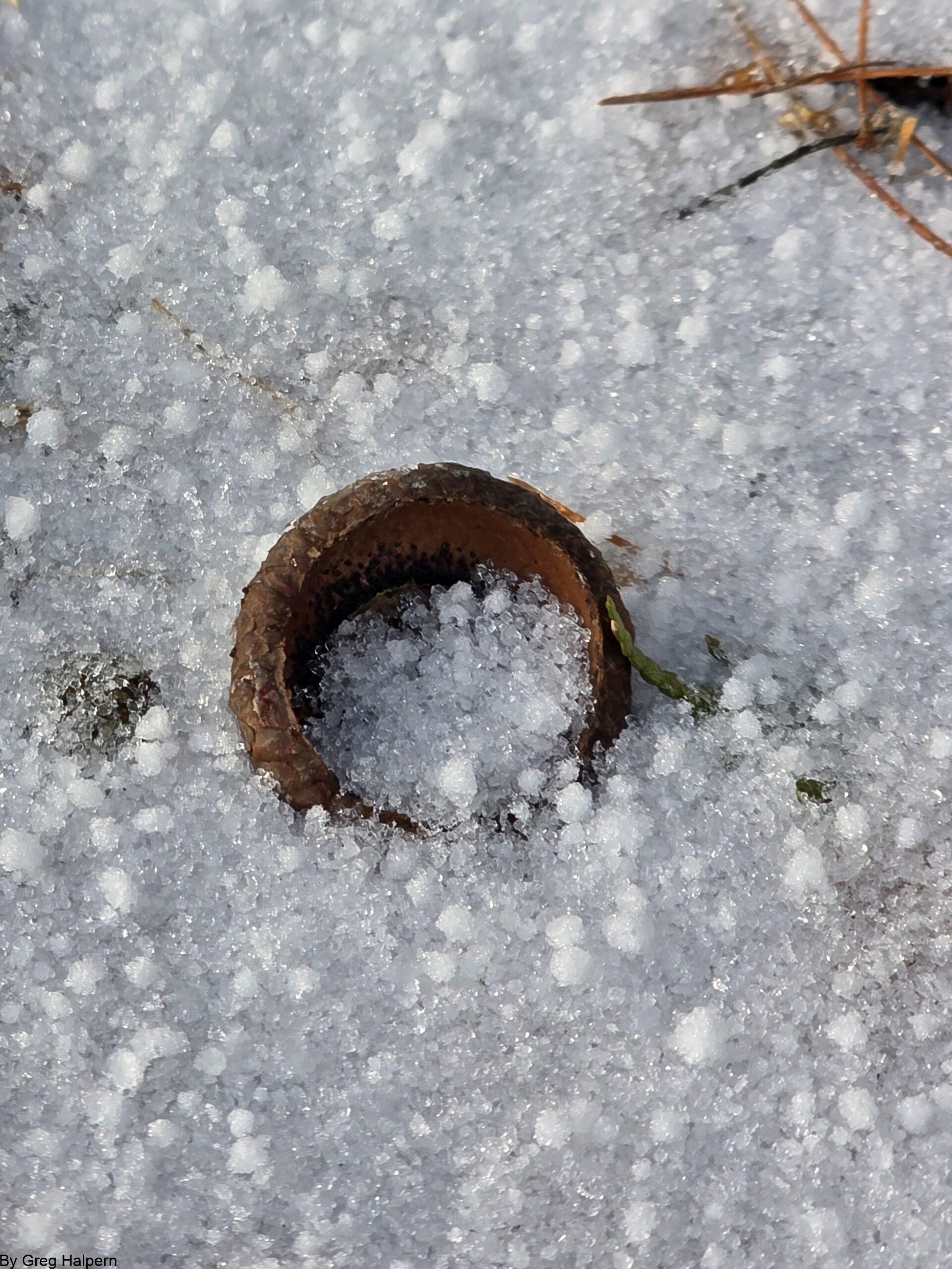 Brown‑gold acorn top half‑buried in spring sleet with tiny ice globes inside.