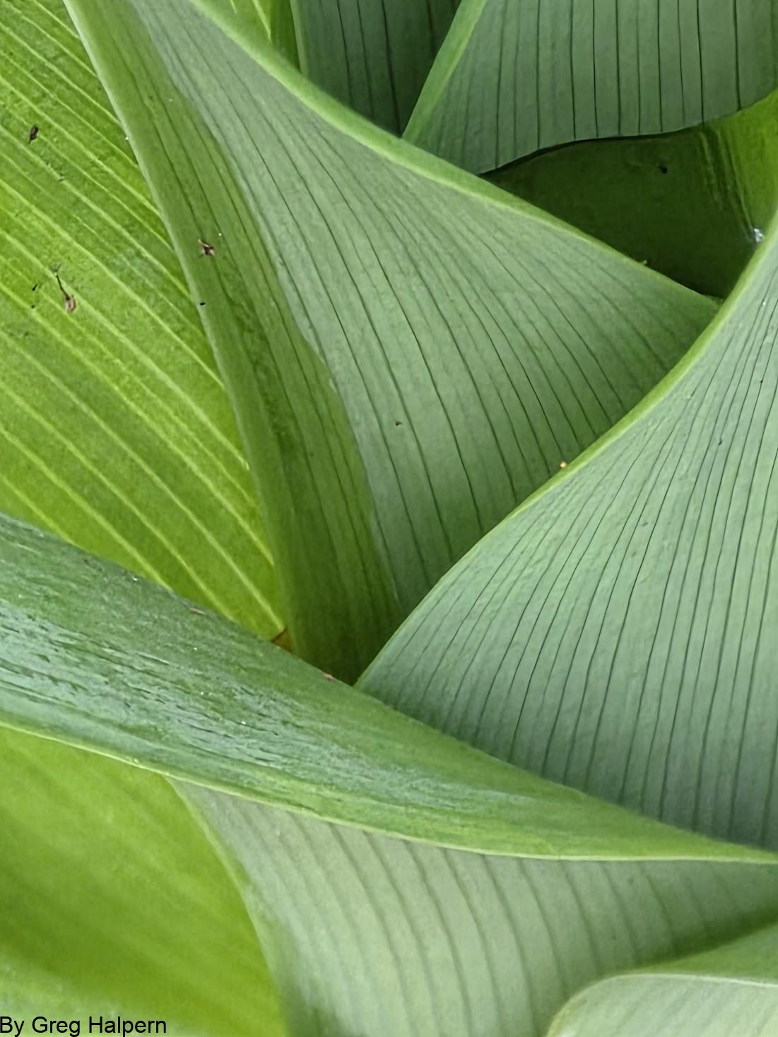 A dynamic splash of overlapping tiger lily fronds in deep and lime greens, with pin‑striped contours and layered depth.