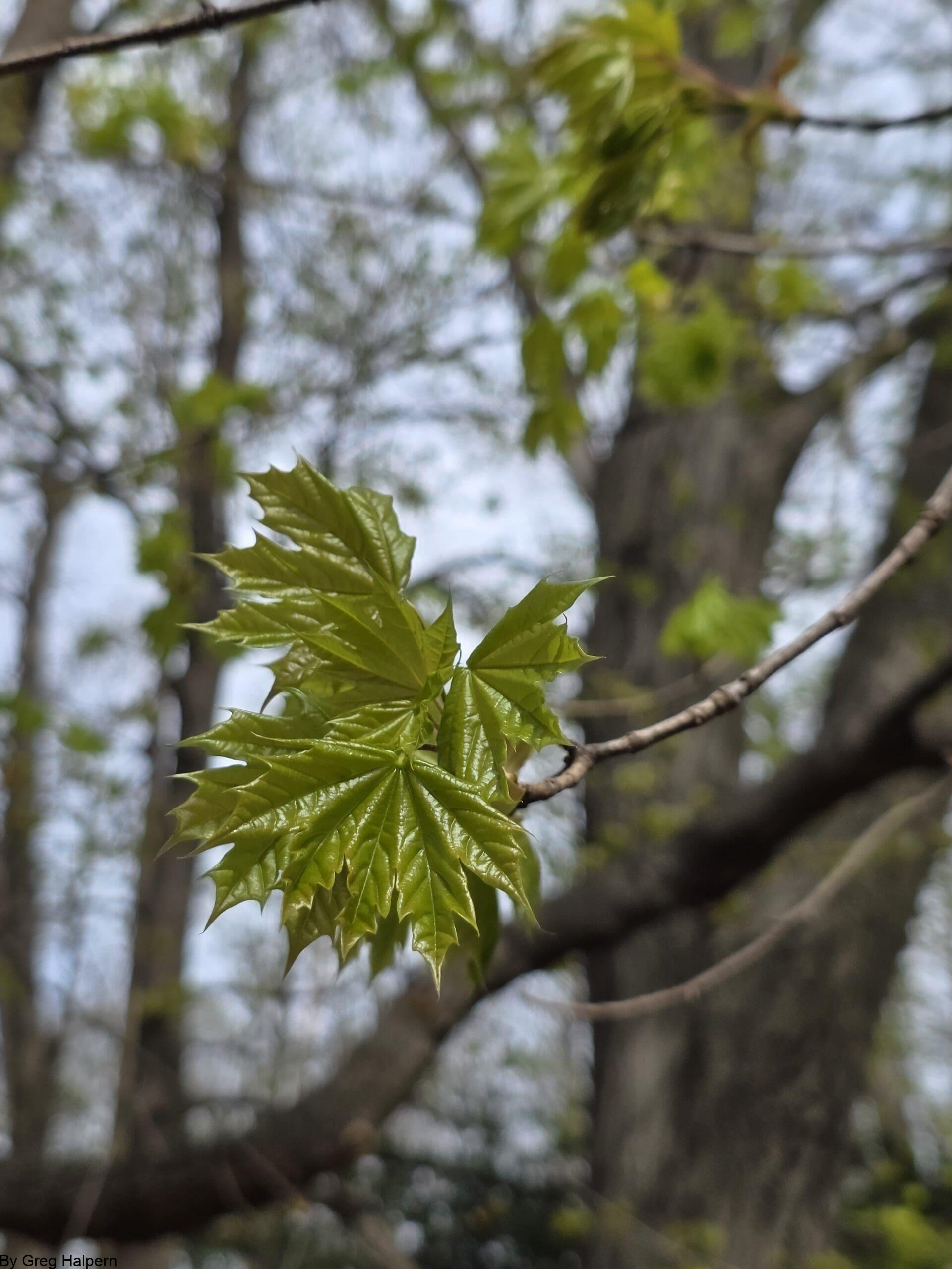 A cluster of young maple leaves fanning out like green fireworks at the end of a branch with visible bark rings.