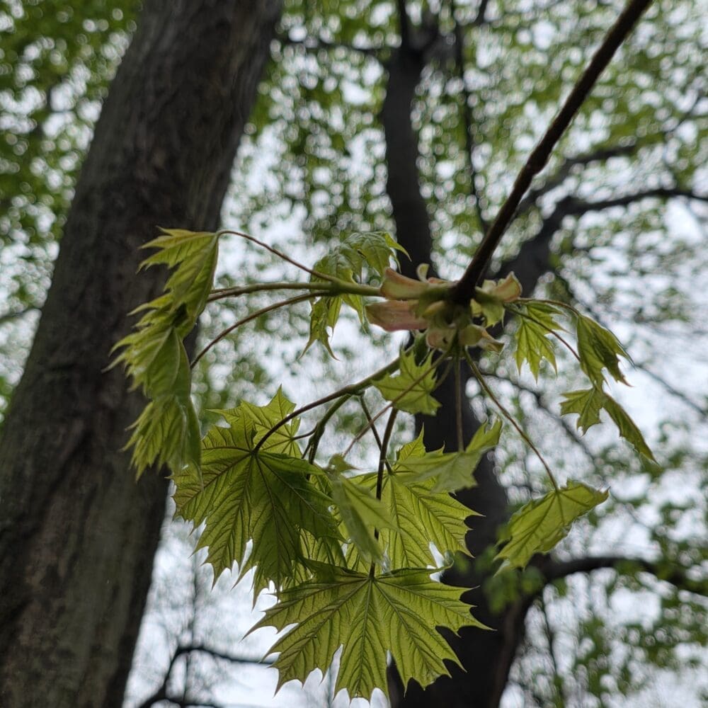 A cluster of feathery young maple leaves bursting from a branch like green fireworks against blurred forest trees.
