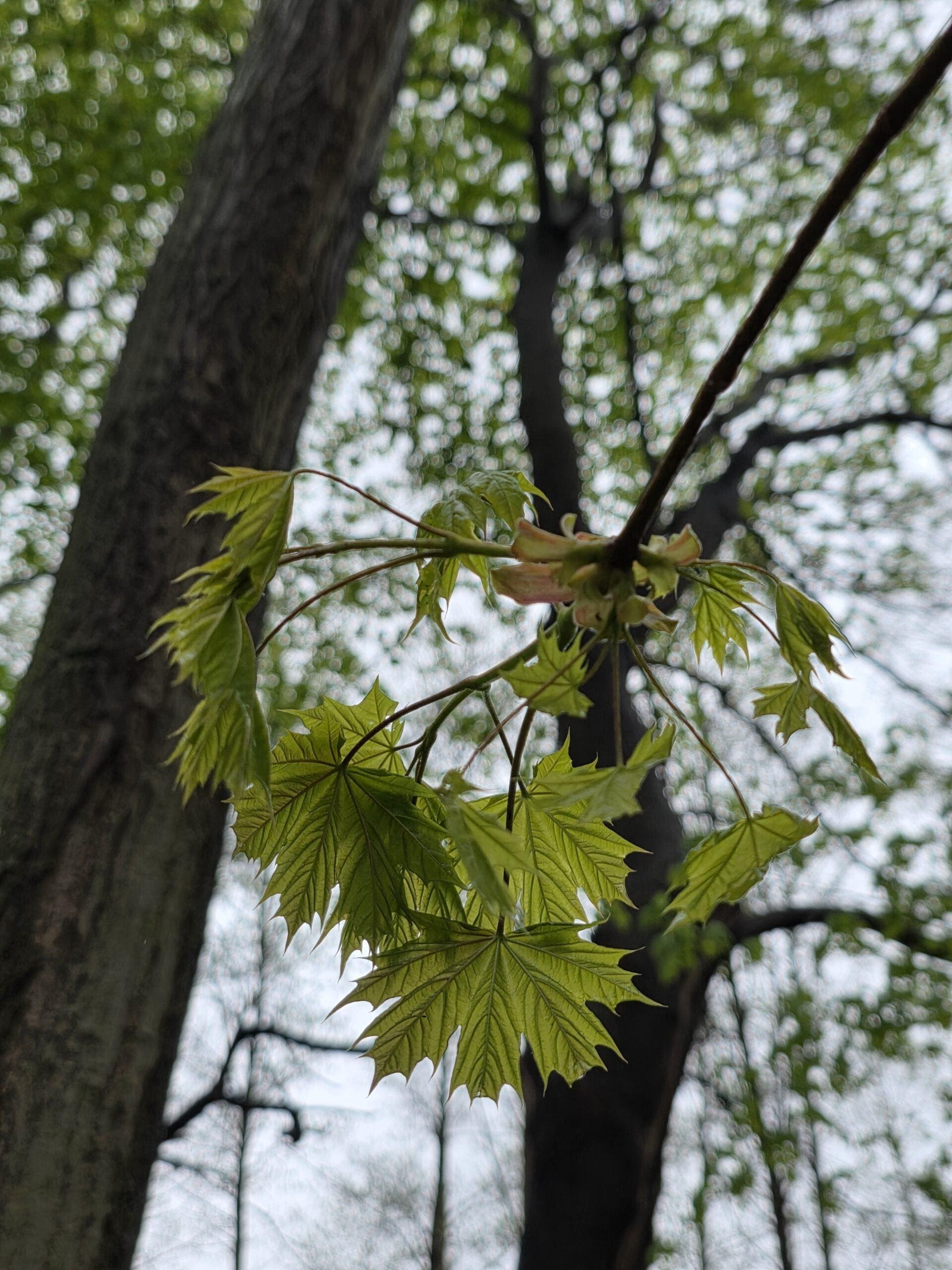 A cluster of feathery young maple leaves bursting from a branch like green fireworks against blurred forest trees.