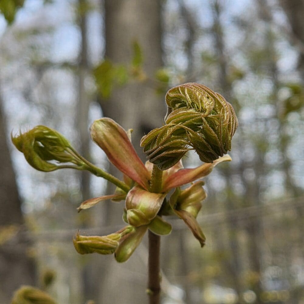 A tight cluster of young green‑brown leaves shaped like fingers, emerging from a coated stem above mature foliage.