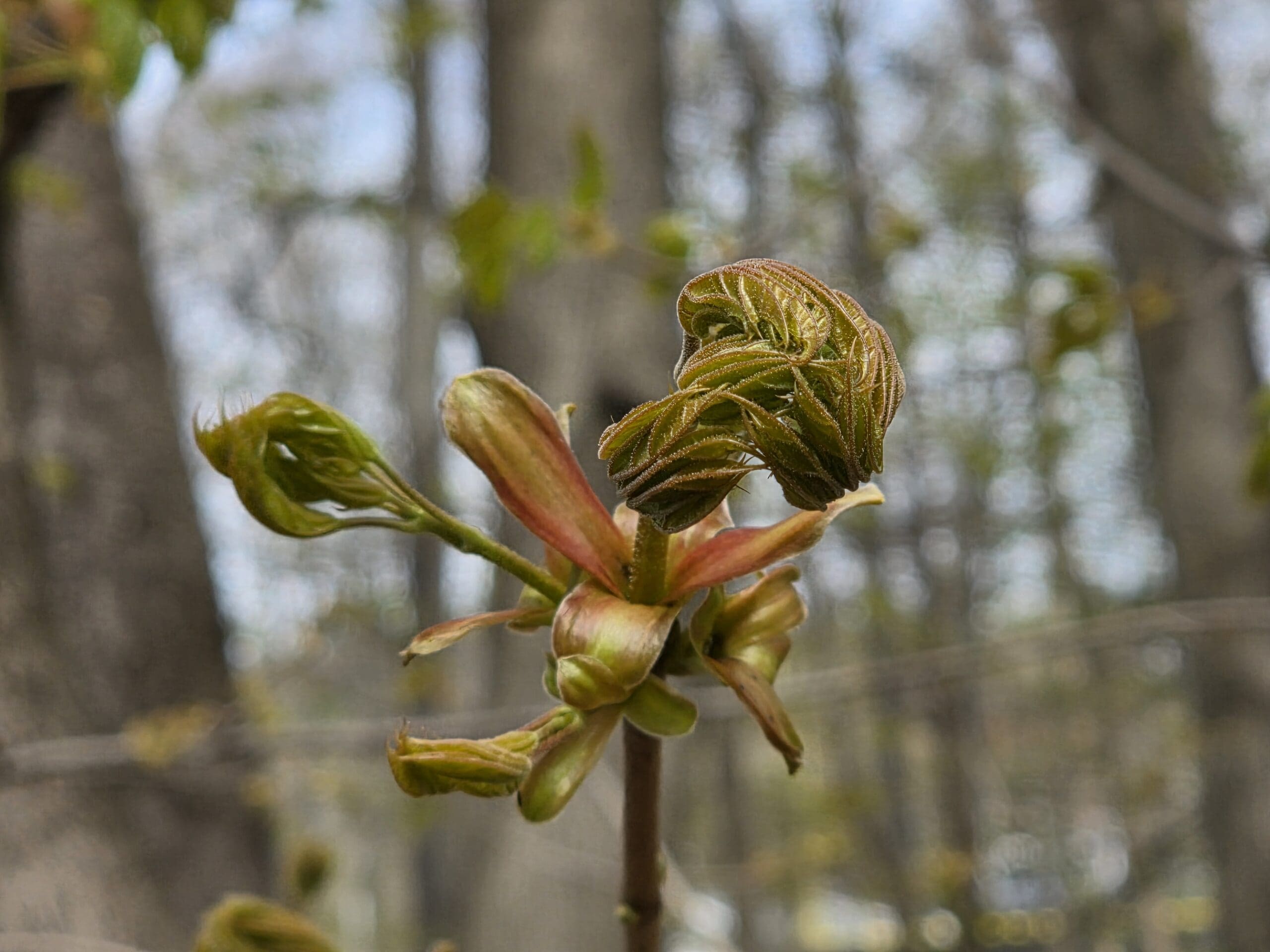 A tight cluster of young green‑brown leaves shaped like fingers, emerging from a coated stem above mature foliage.