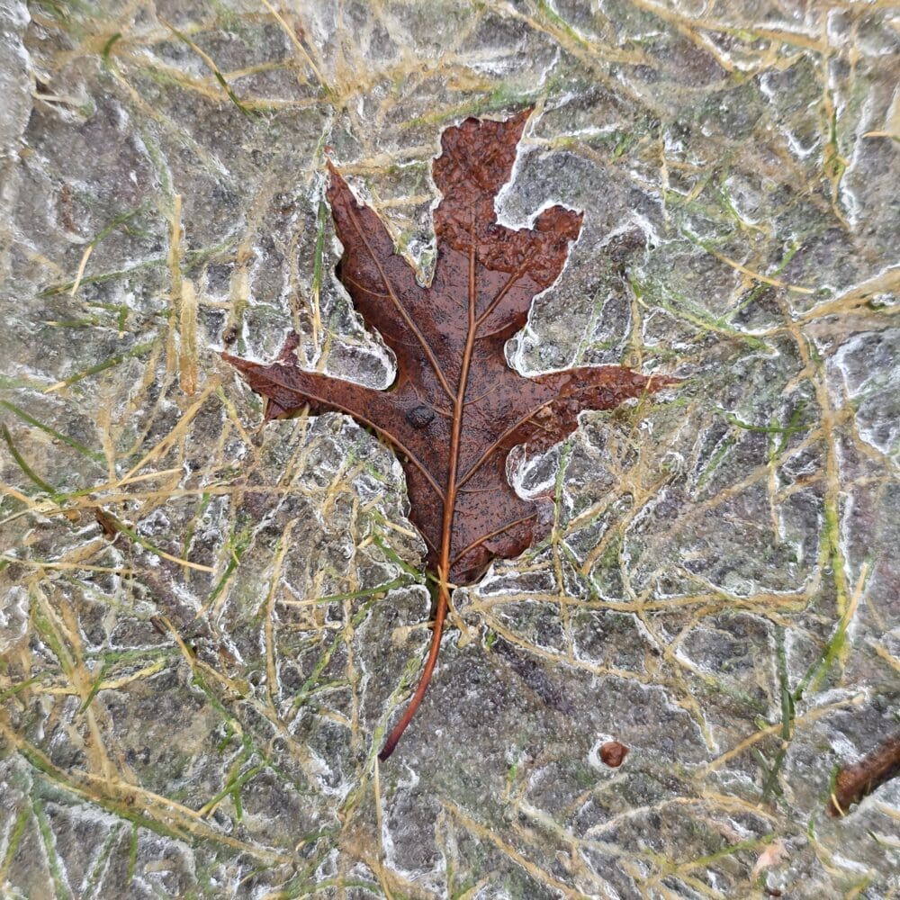 A brown oak leaf frozen beneath a thin glaze of spring ice, surrounded by pale green and yellow grasses.