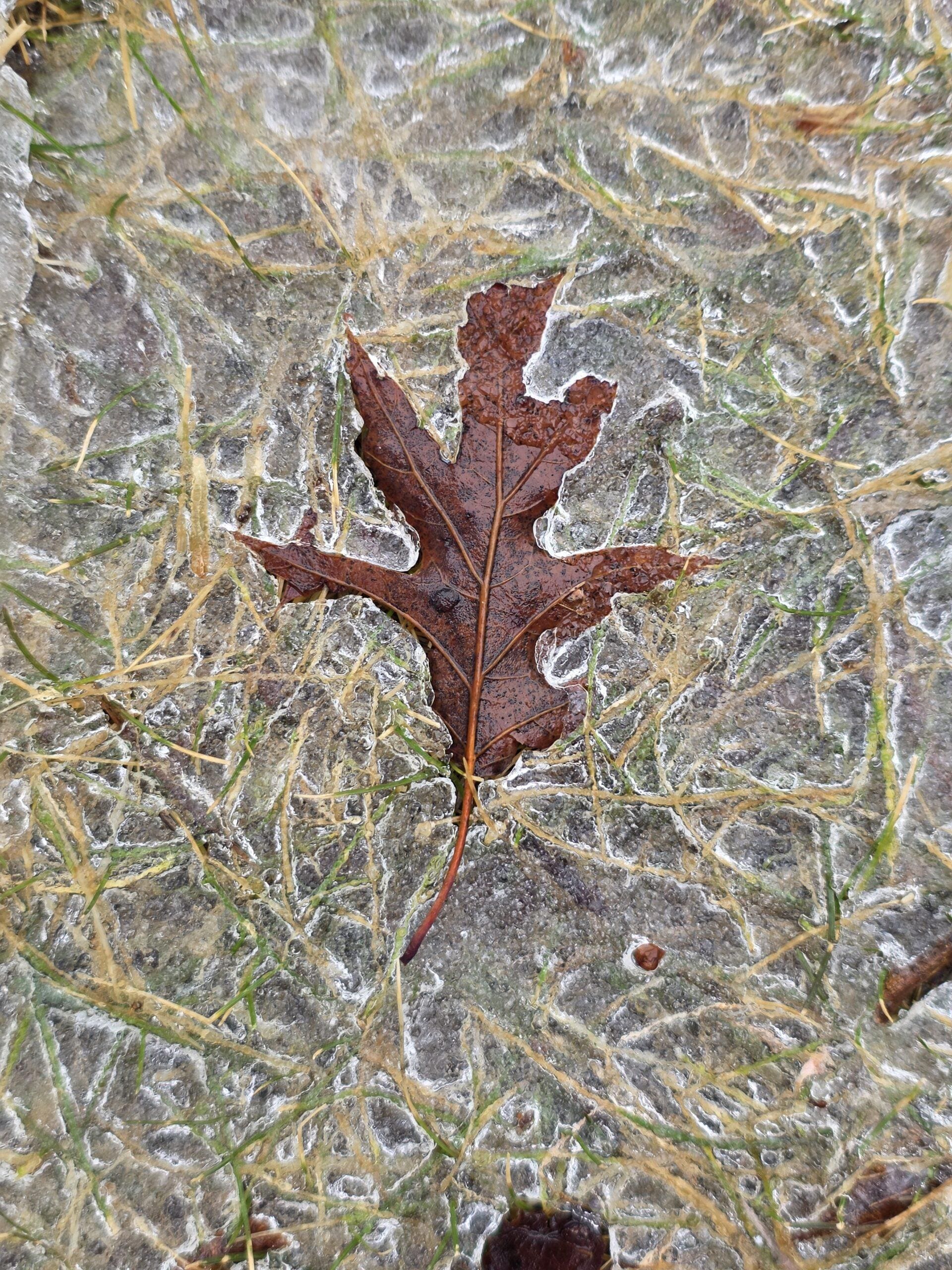 A brown oak leaf frozen beneath a thin glaze of spring ice, surrounded by pale green and yellow grasses.