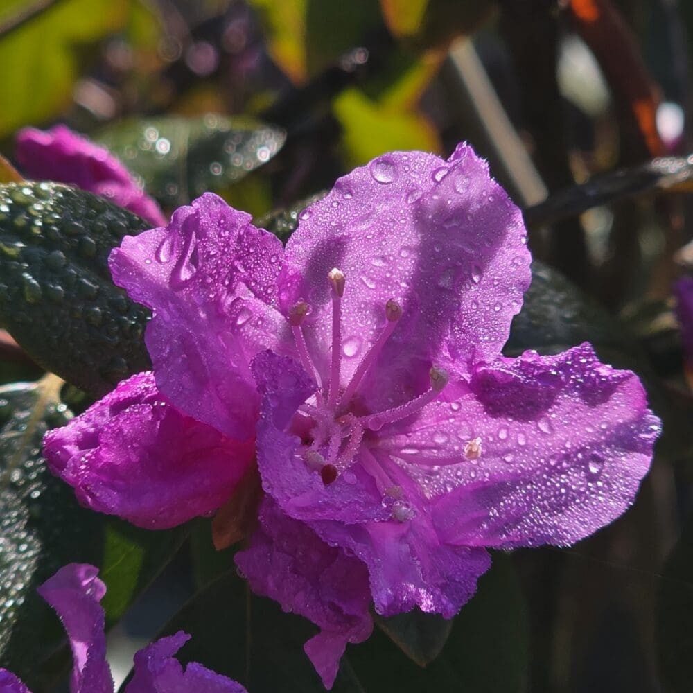 A dew‑covered pink rhododendron blossom with vivid stamen and a blurred tropical background of green and orange foliage.