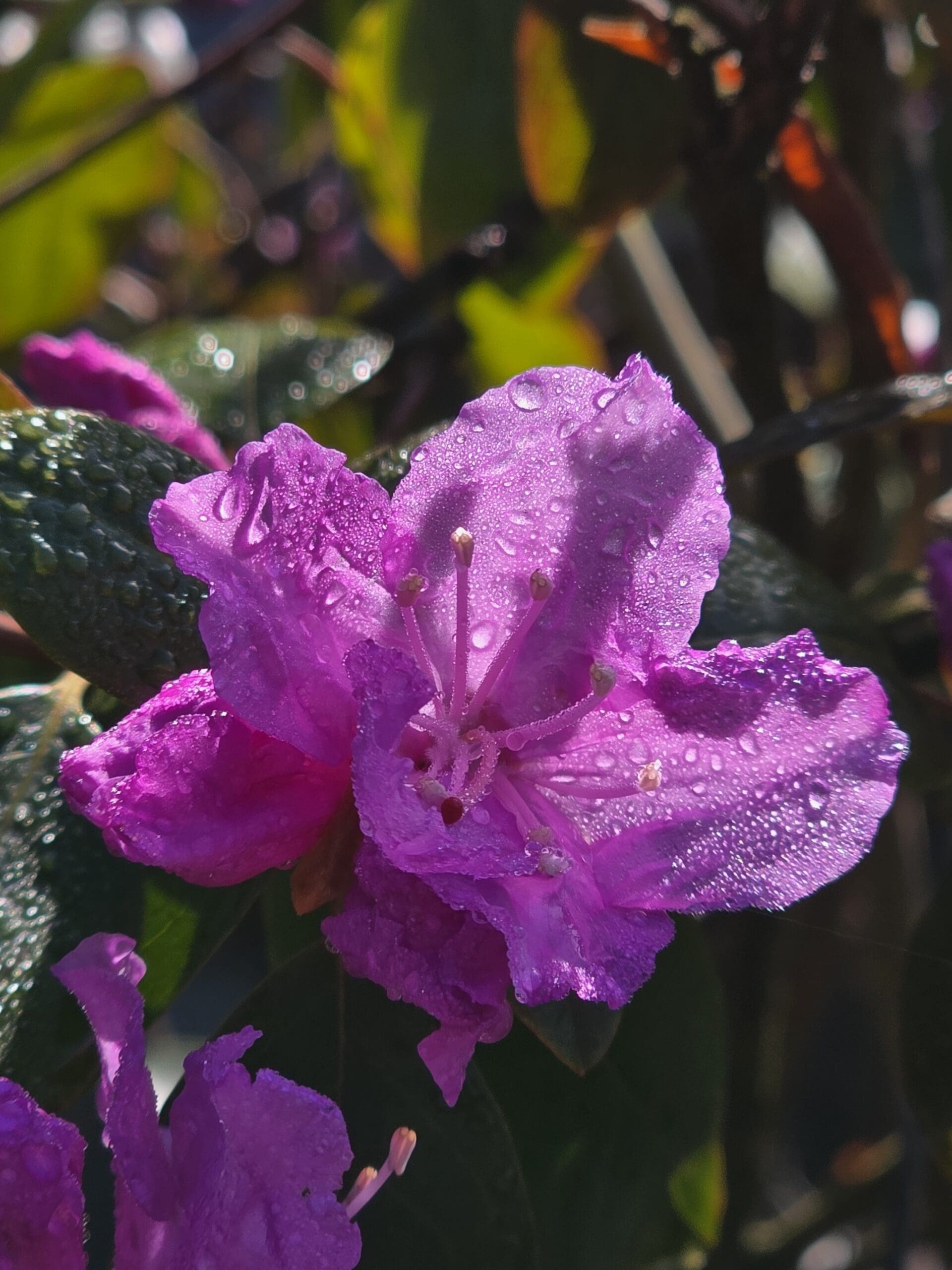 A dew‑covered pink rhododendron blossom with vivid stamen and a blurred tropical background of green and orange foliage.