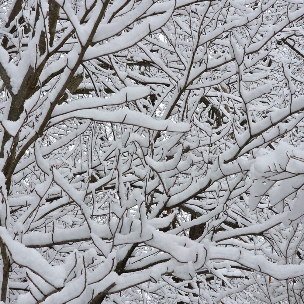 A dense tangle of thin, snow‑covered branches rising from thicker trunks, with deeper layers of bramble fading into the background.