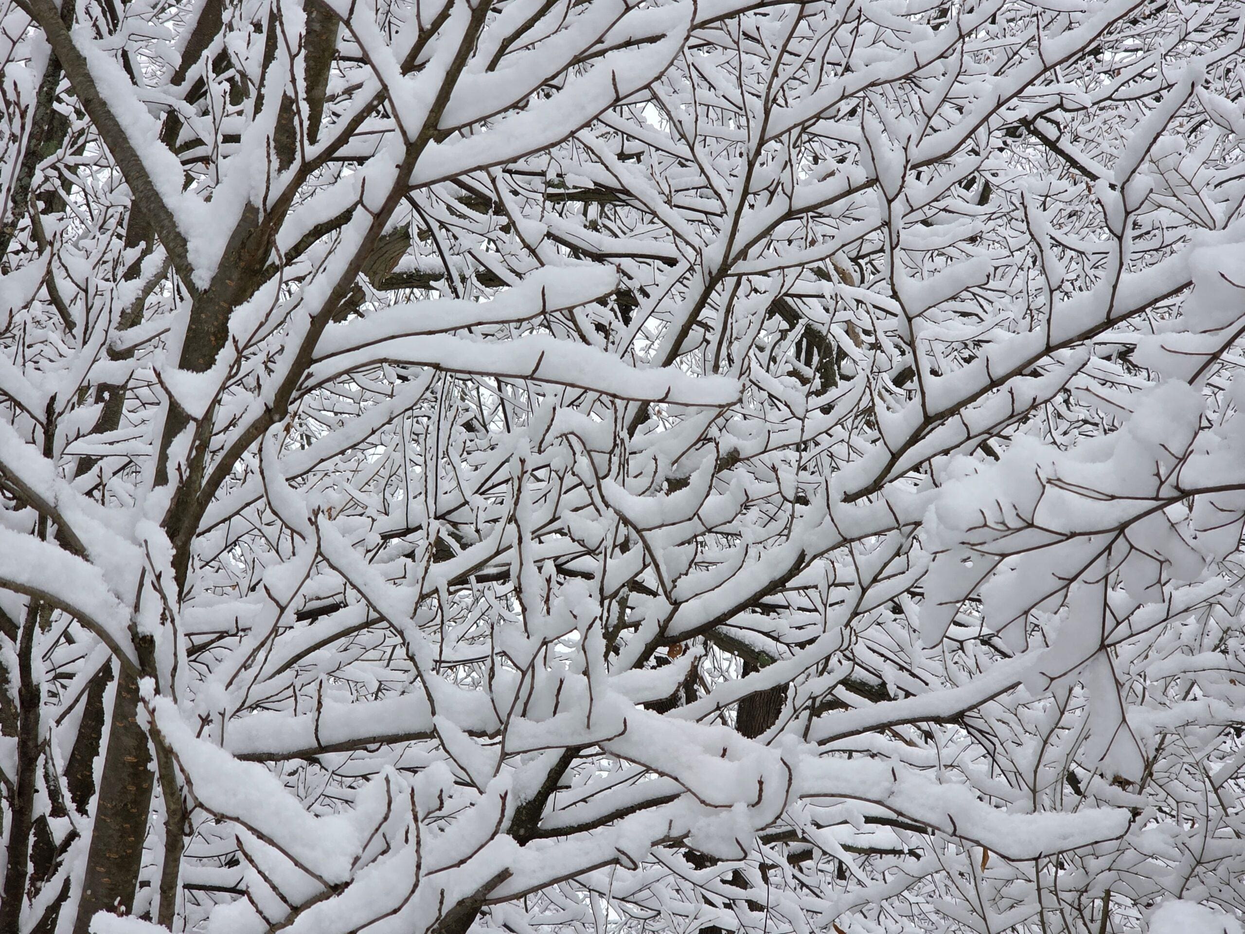 A dense tangle of thin, snow‑covered branches rising from thicker trunks, with deeper layers of bramble fading into the background.