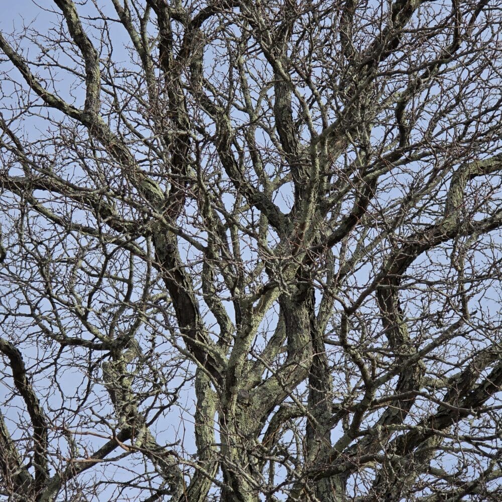 Old winter tree with dense twisting branches in sunlight against a pale blue sky.