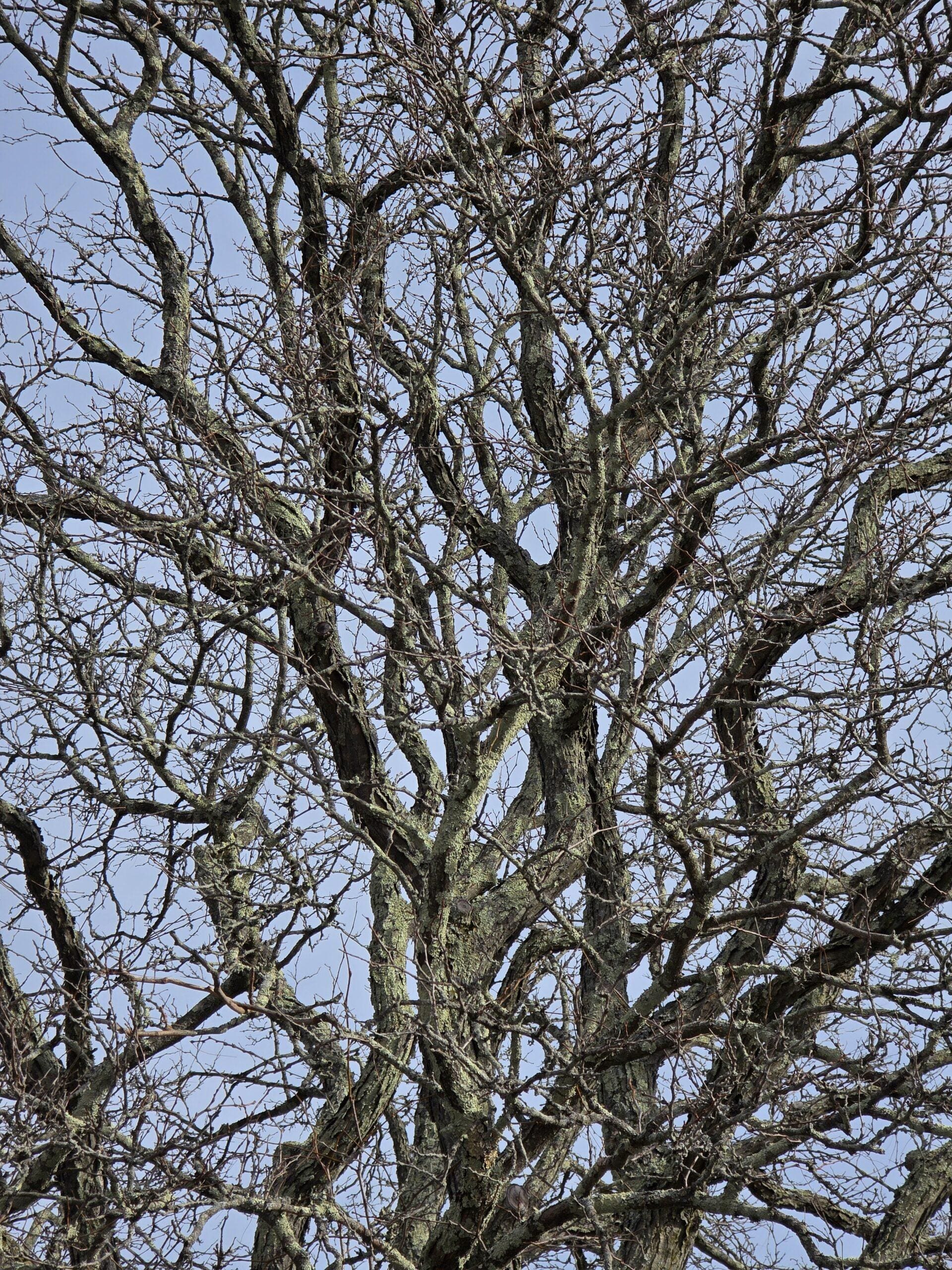 Old winter tree with dense twisting branches in sunlight against a pale blue sky.