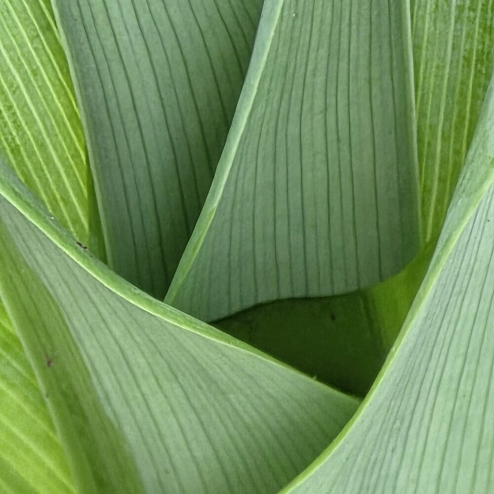 A gently bending tiger lily frond resting over a nest of light green pin‑striped leaves, with a dark forest‑green triangular shadow beneath.