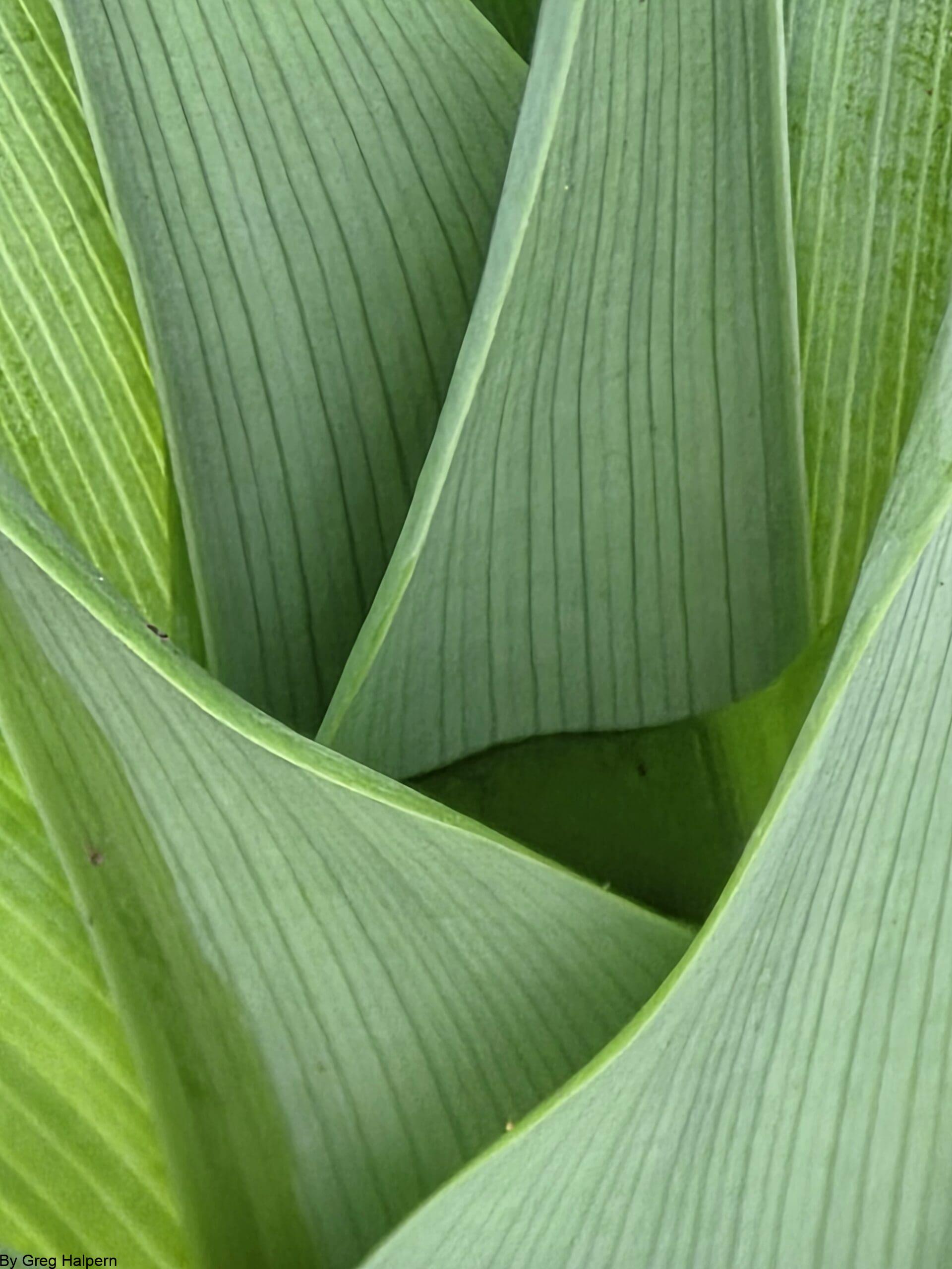 A gently bending tiger lily frond resting over a nest of light green pin‑striped leaves, with a dark forest‑green triangular shadow beneath.