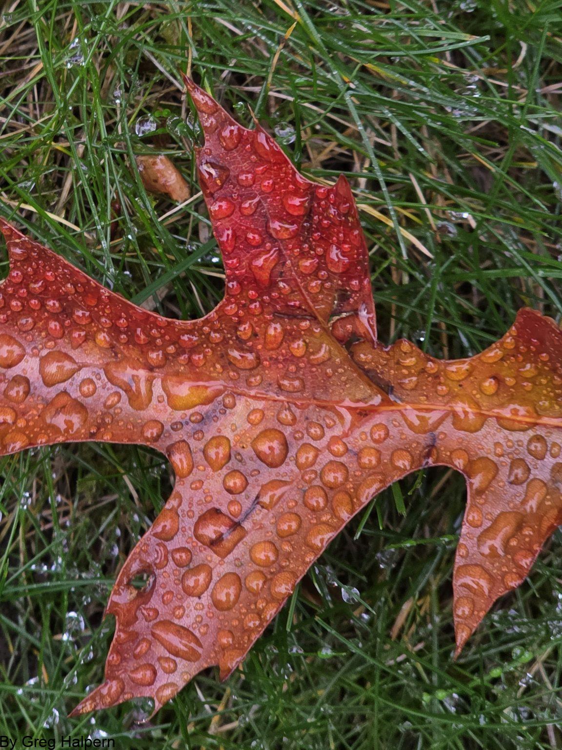 image of single bronze oak leaf