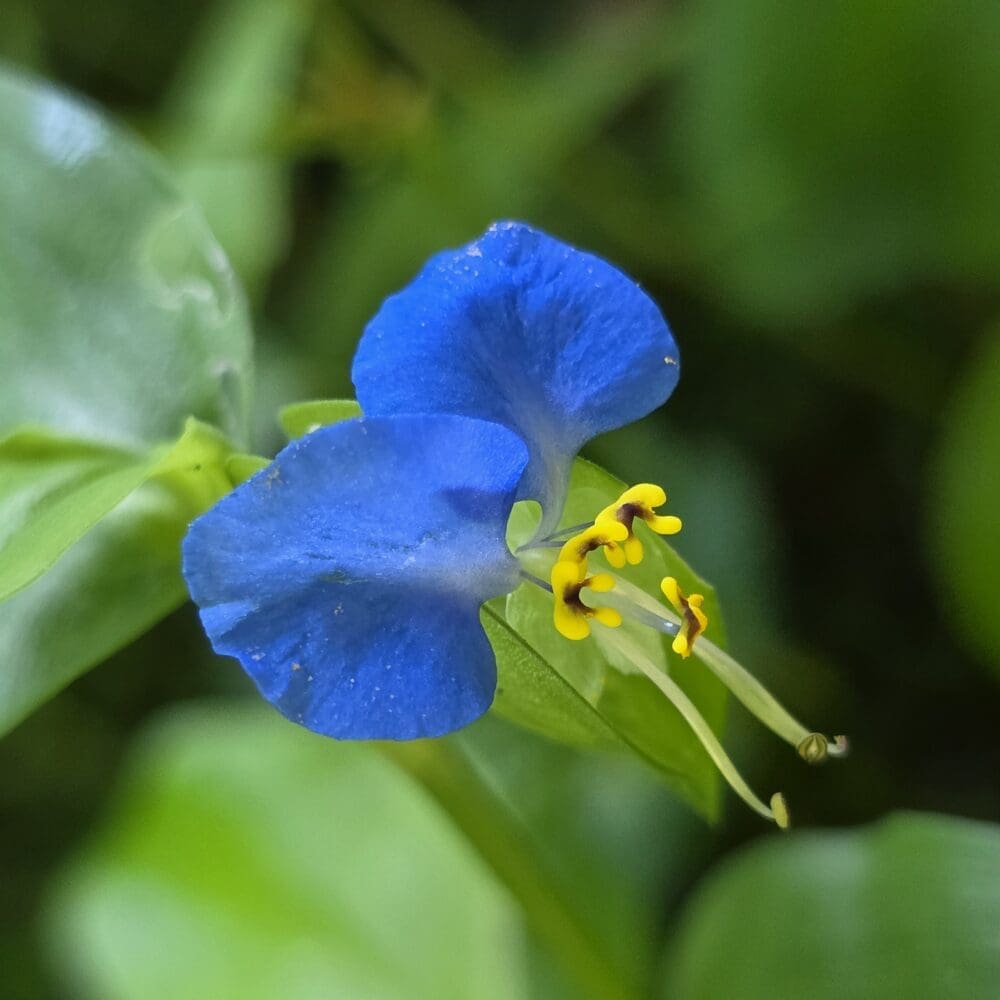 Blue dayflower with spade‑shaped petals and pale green stamens lifting bright yellow buds against a soft green blur.