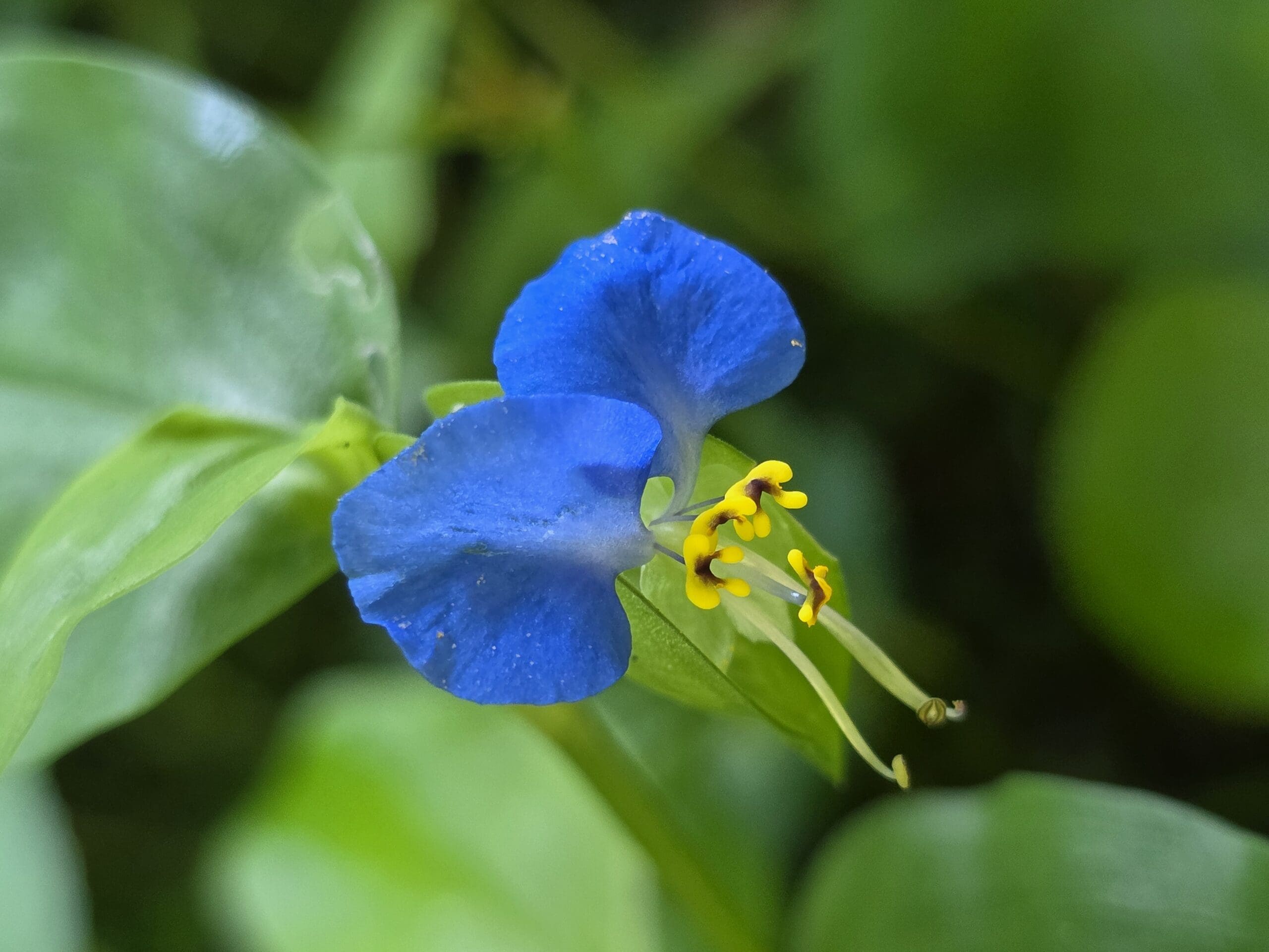 Blue dayflower with spade‑shaped petals and pale green stamens lifting bright yellow buds against a soft green blur.