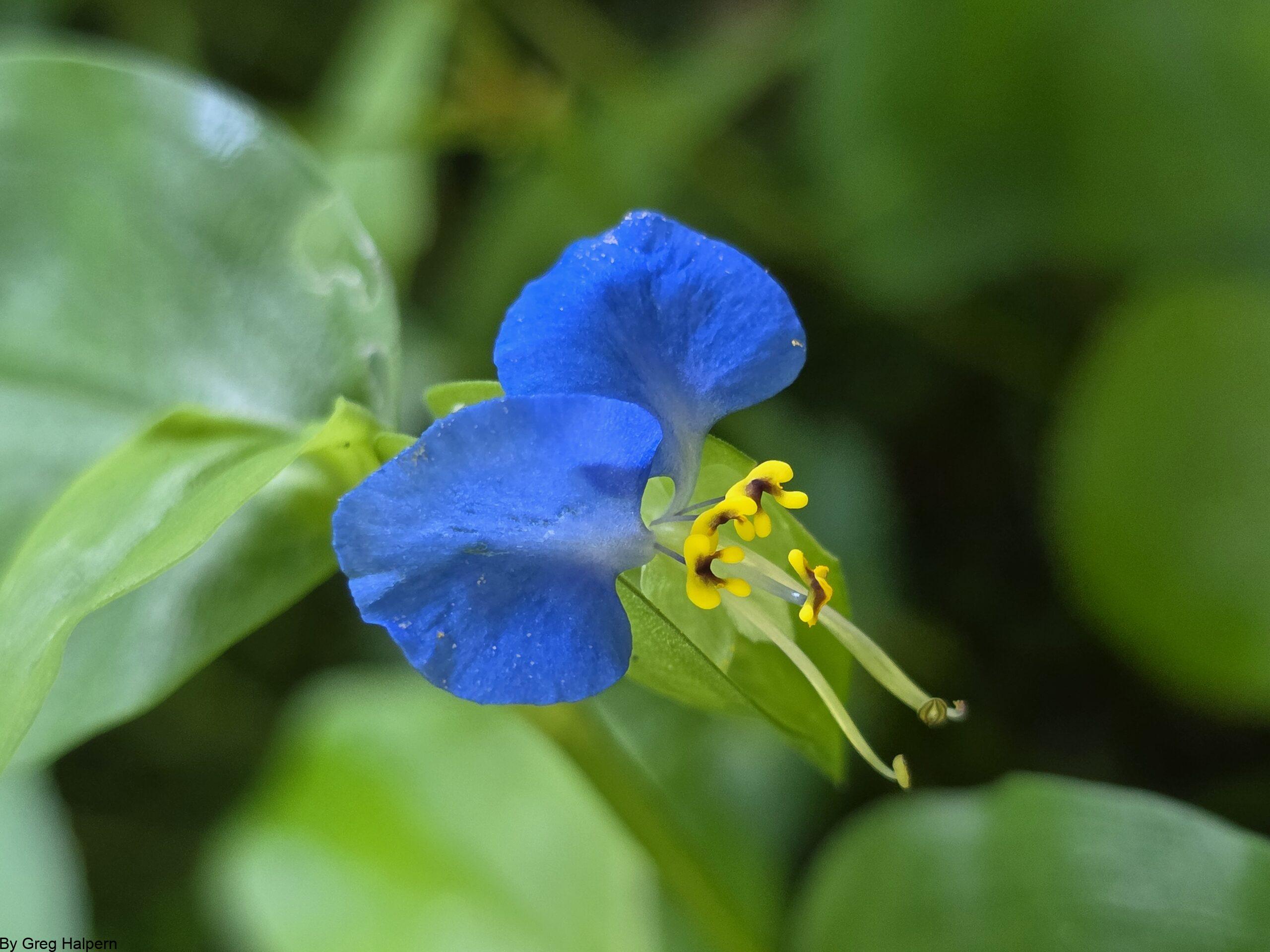 Blue dayflower with spade‑shaped petals and pale green stamens lifting bright yellow buds against a soft green blur.