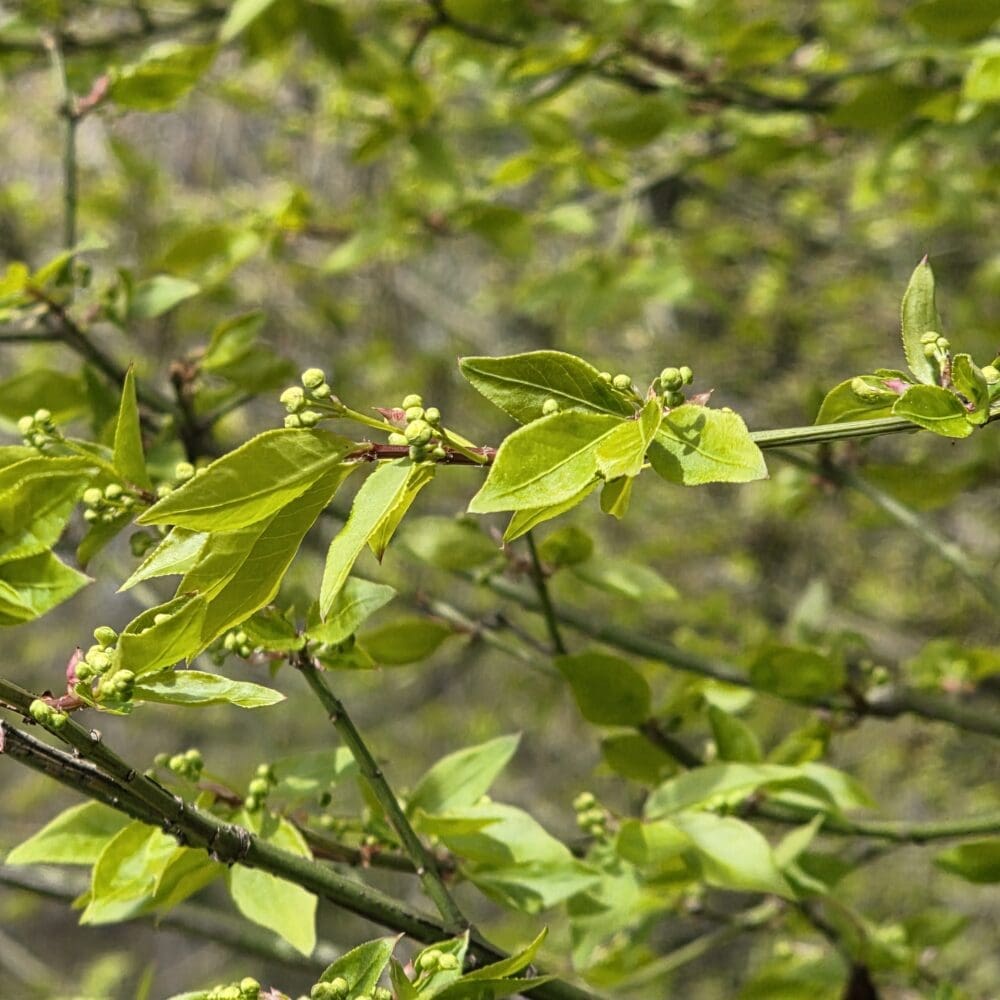 Soft pale‑green leaves shaped like butterfly wings with tiny spherical buds on thin branches against a blurred green background.