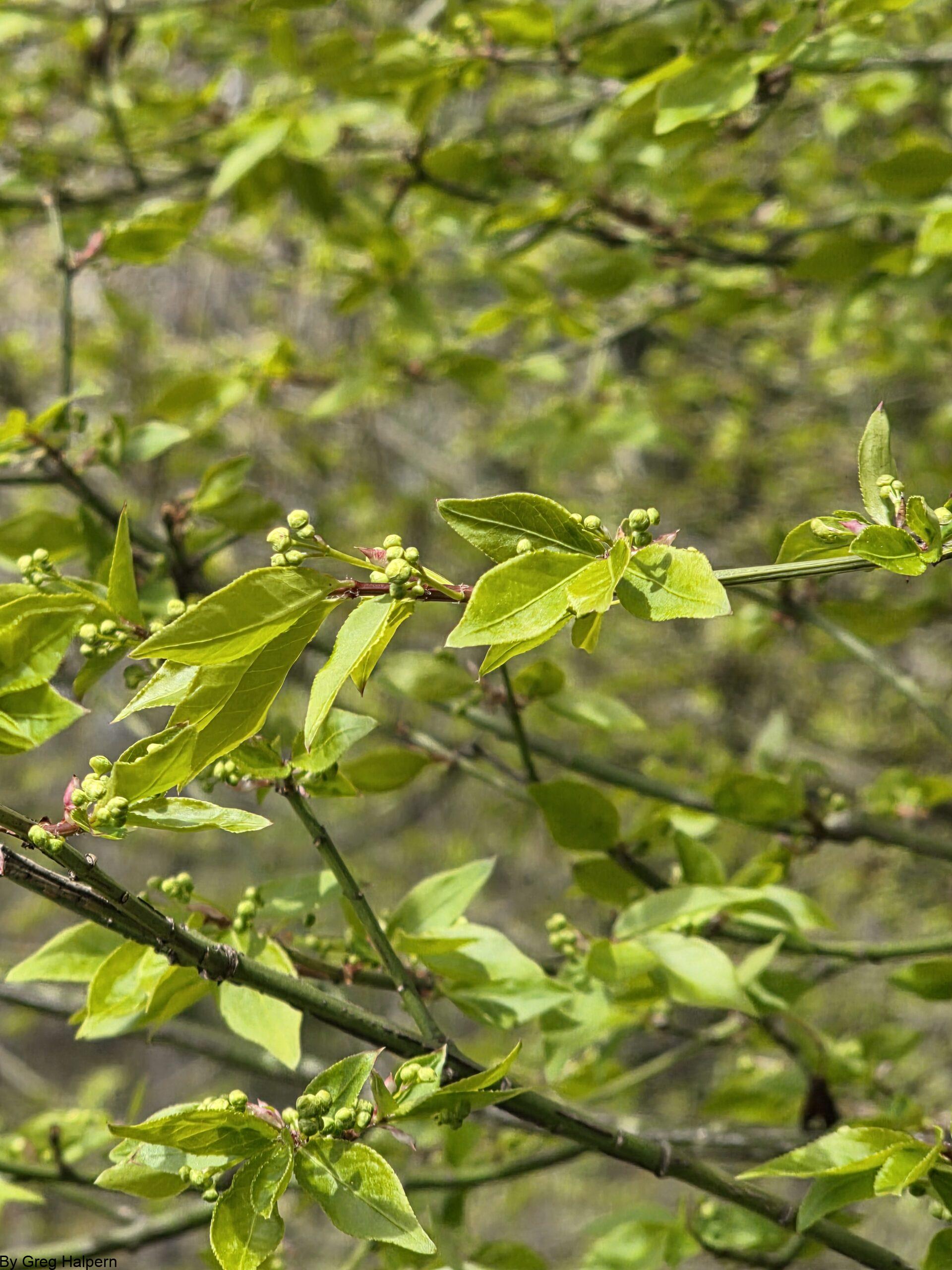 Soft pale‑green leaves shaped like butterfly wings with tiny spherical buds on thin branches against a blurred green background.