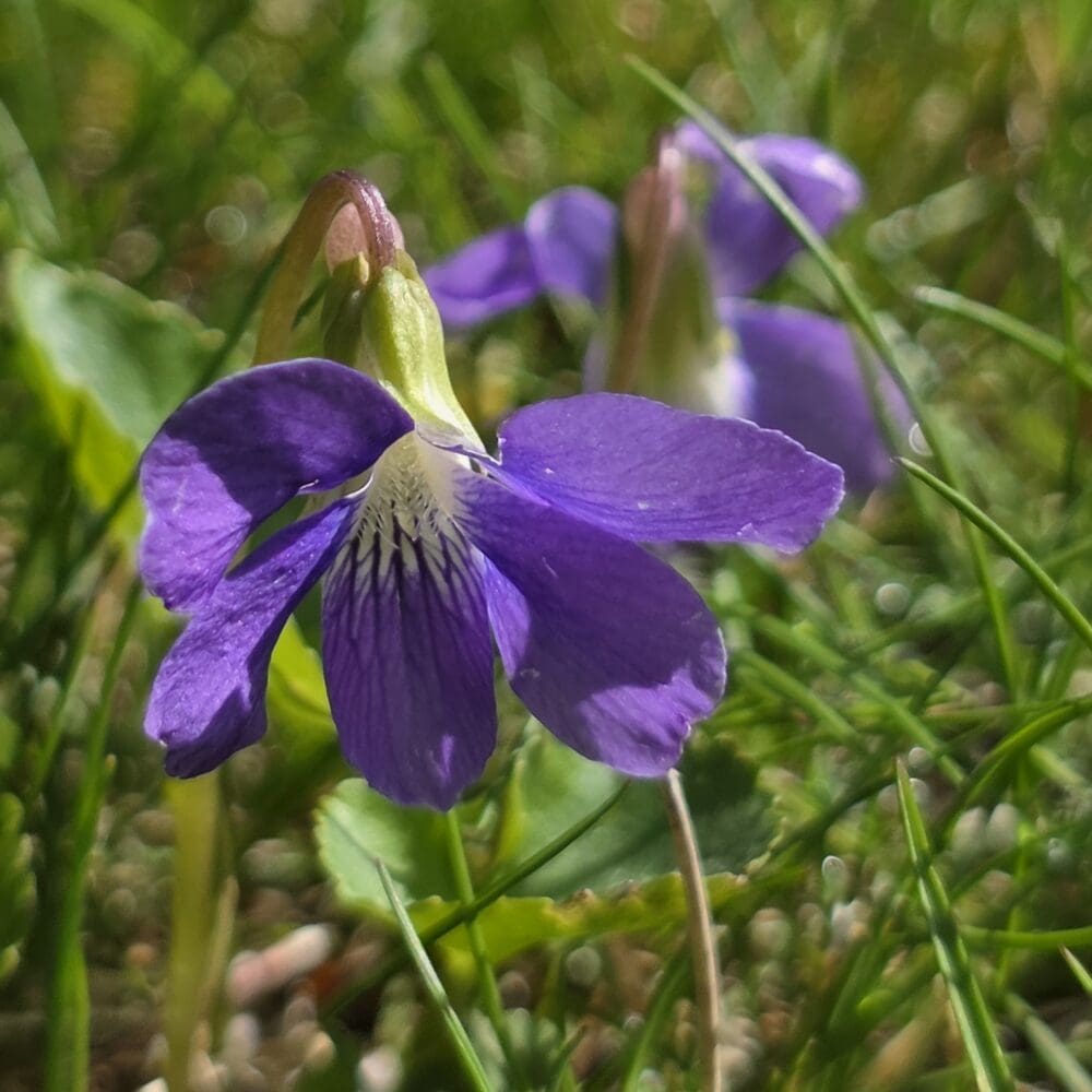 Close‑up macro of a spring violet hanging like a lantern, showing five purple petals with fine veins and a pale white center marked by dark lines.