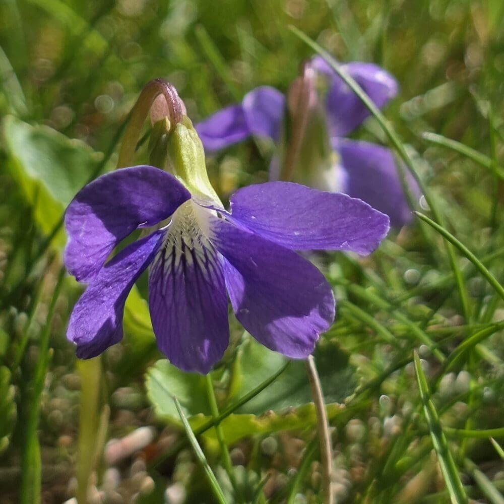 Close‑up macro of a spring violet hanging like a lantern, showing five purple petals with fine veins and a pale white center marked by dark lines.