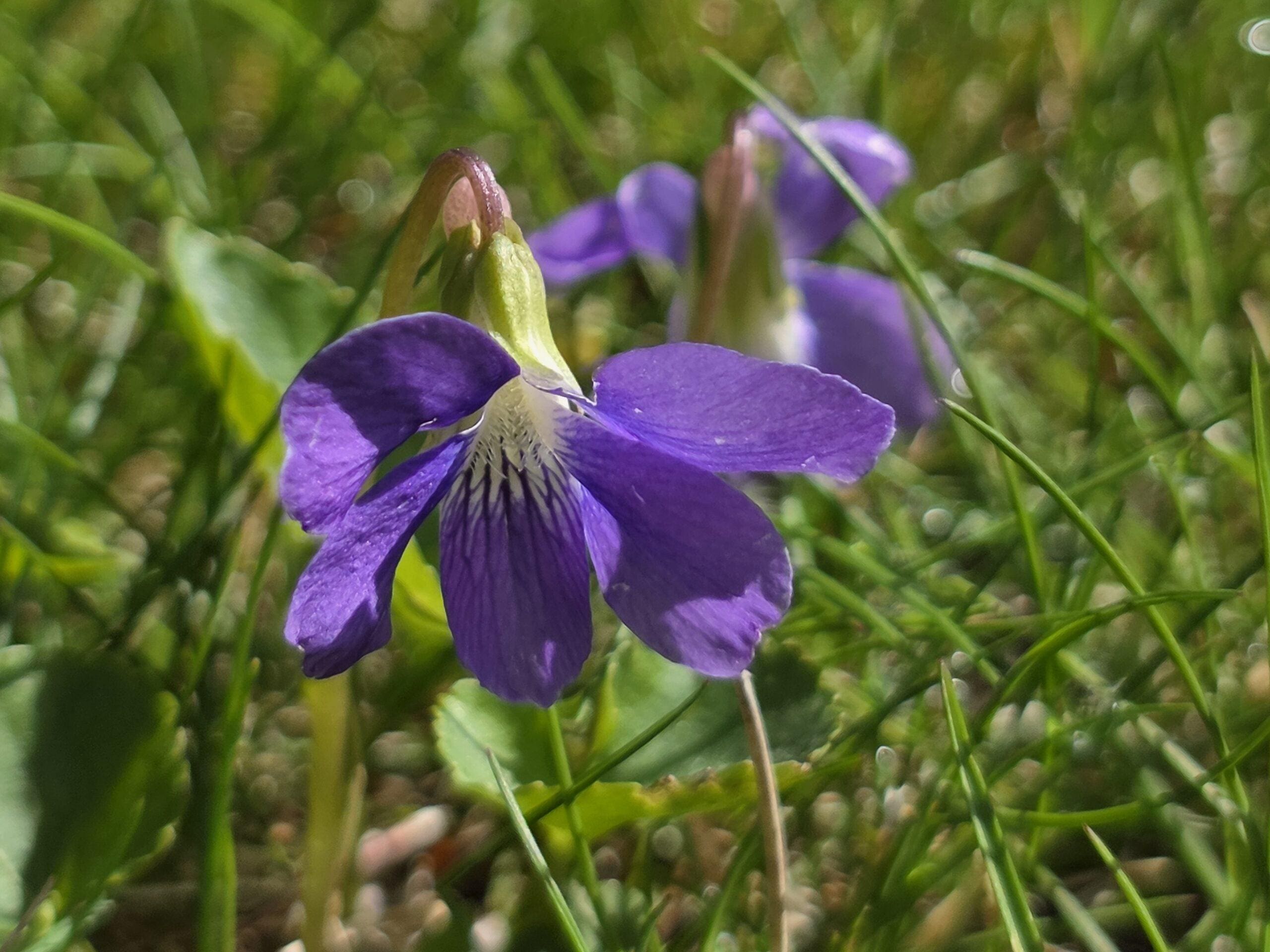 Close‑up macro of a spring violet hanging like a lantern, showing five purple petals with fine veins and a pale white center marked by dark lines.