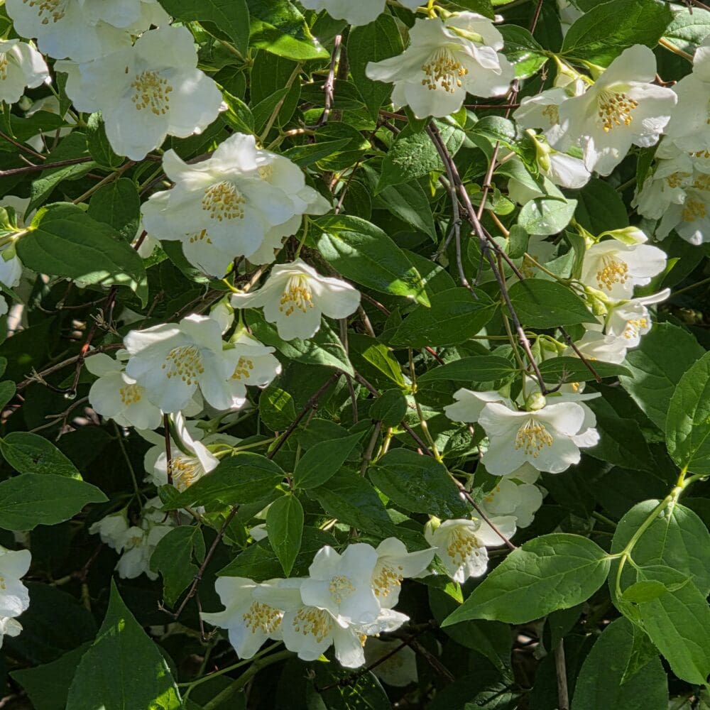 A curved wall of white mock orange blossoms with golden stamen surrounded by dense green leaves in sunlight and partial shade.