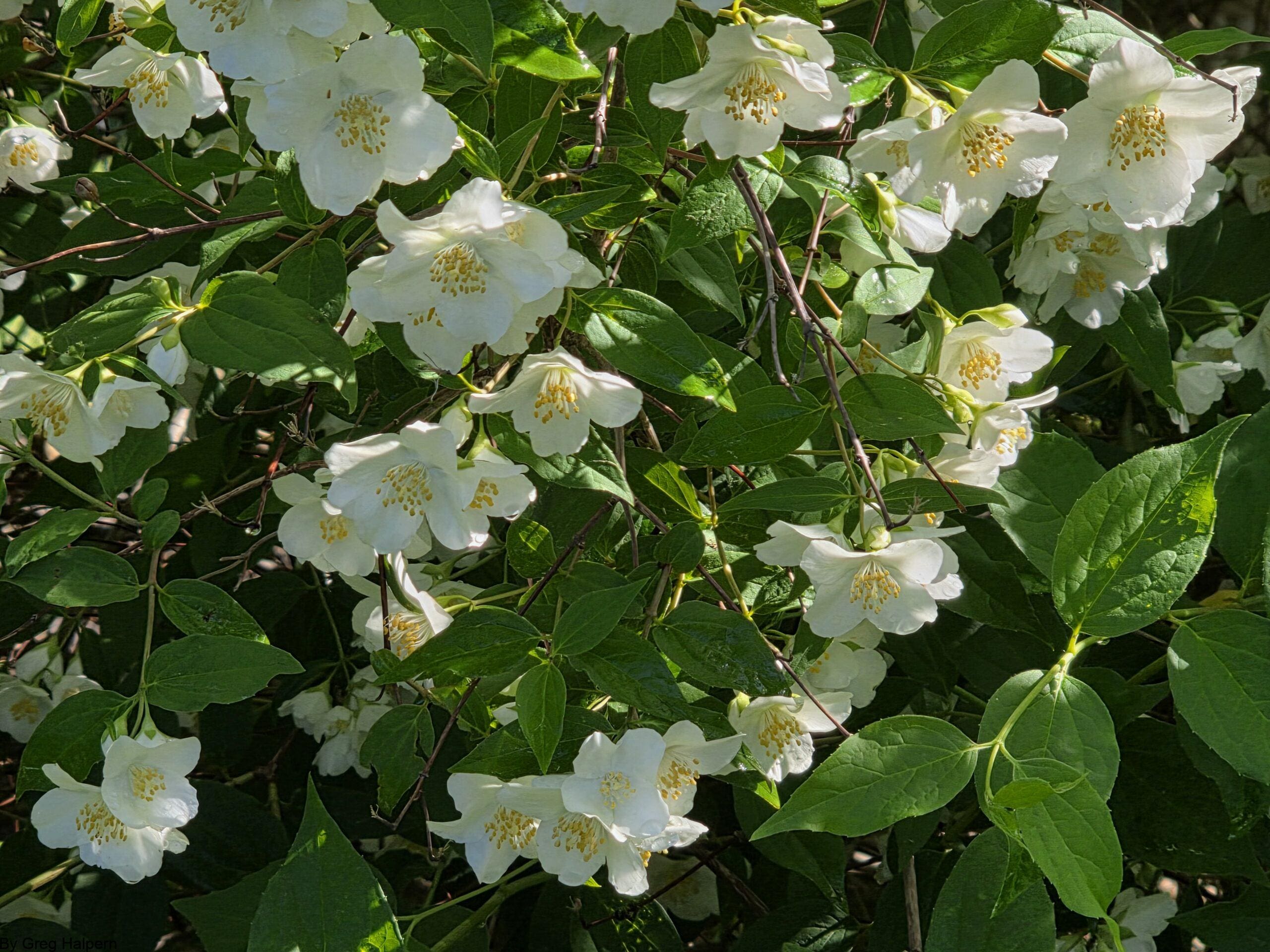 A curved wall of white mock orange blossoms with golden stamen surrounded by dense green leaves in sunlight and partial shade.