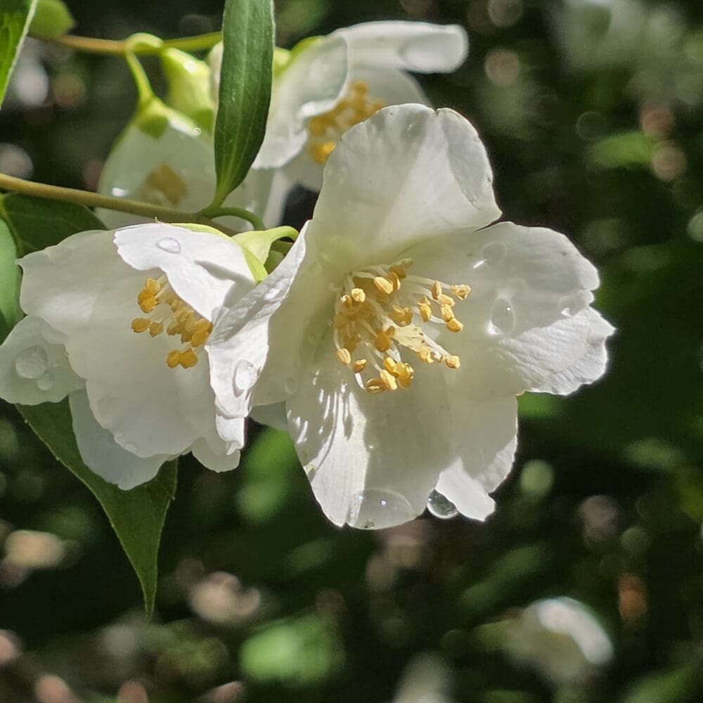 Close‑up of white mock orange blossoms with golden stamen and dew droplets on delicate petals.