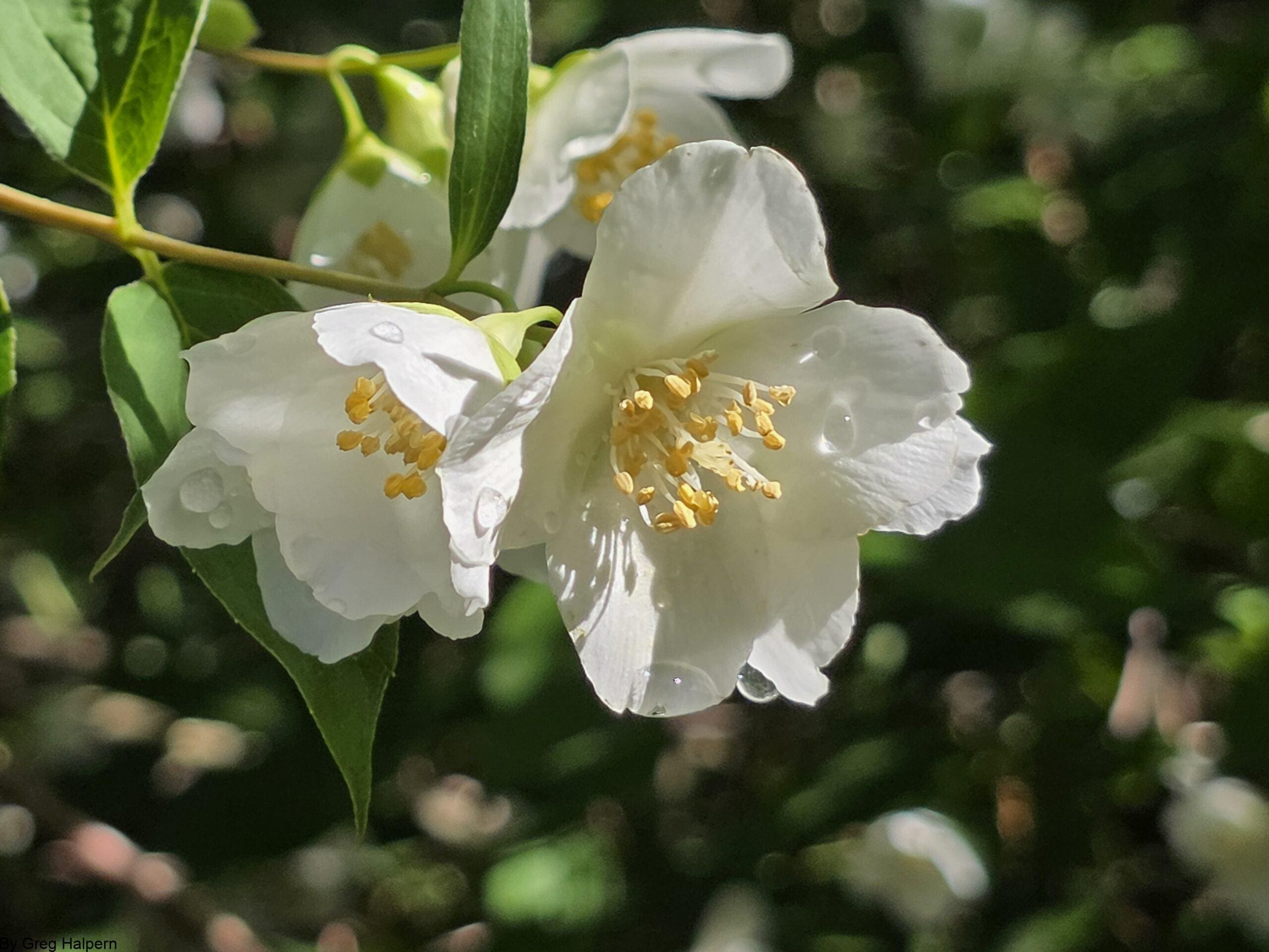 Close‑up of white mock orange blossoms with golden stamen and dew droplets on delicate petals.