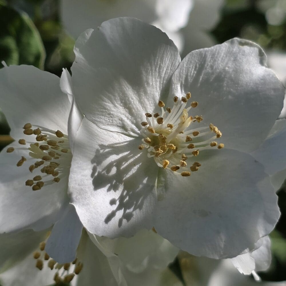 Close‑up of a white mock orange blossom with golden stamen casting soft shadows on its petals.