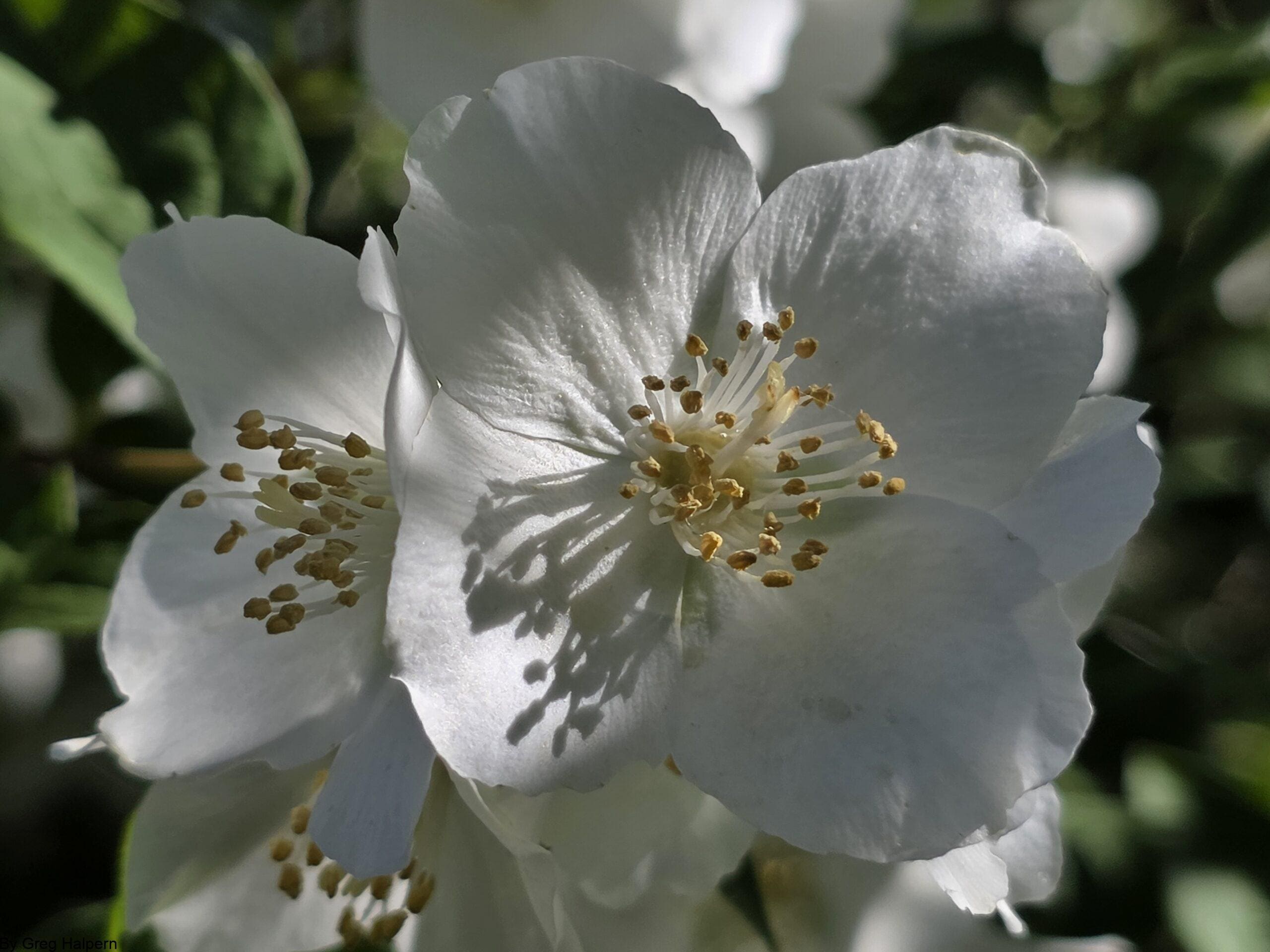 Close‑up of a white mock orange blossom with golden stamen casting soft shadows on its petals.