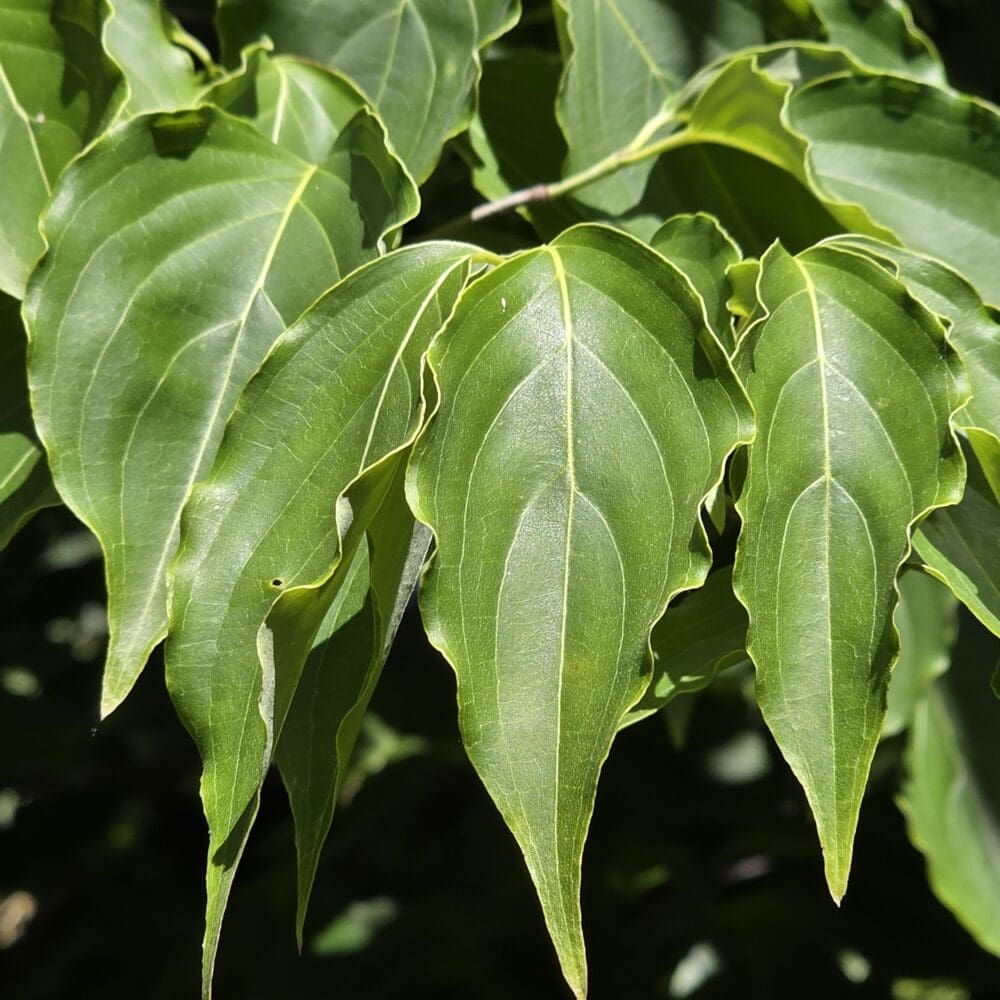 Close‑up of pointed green leaves fanning out like talons with sunlight reflecting off their waxy surface.
