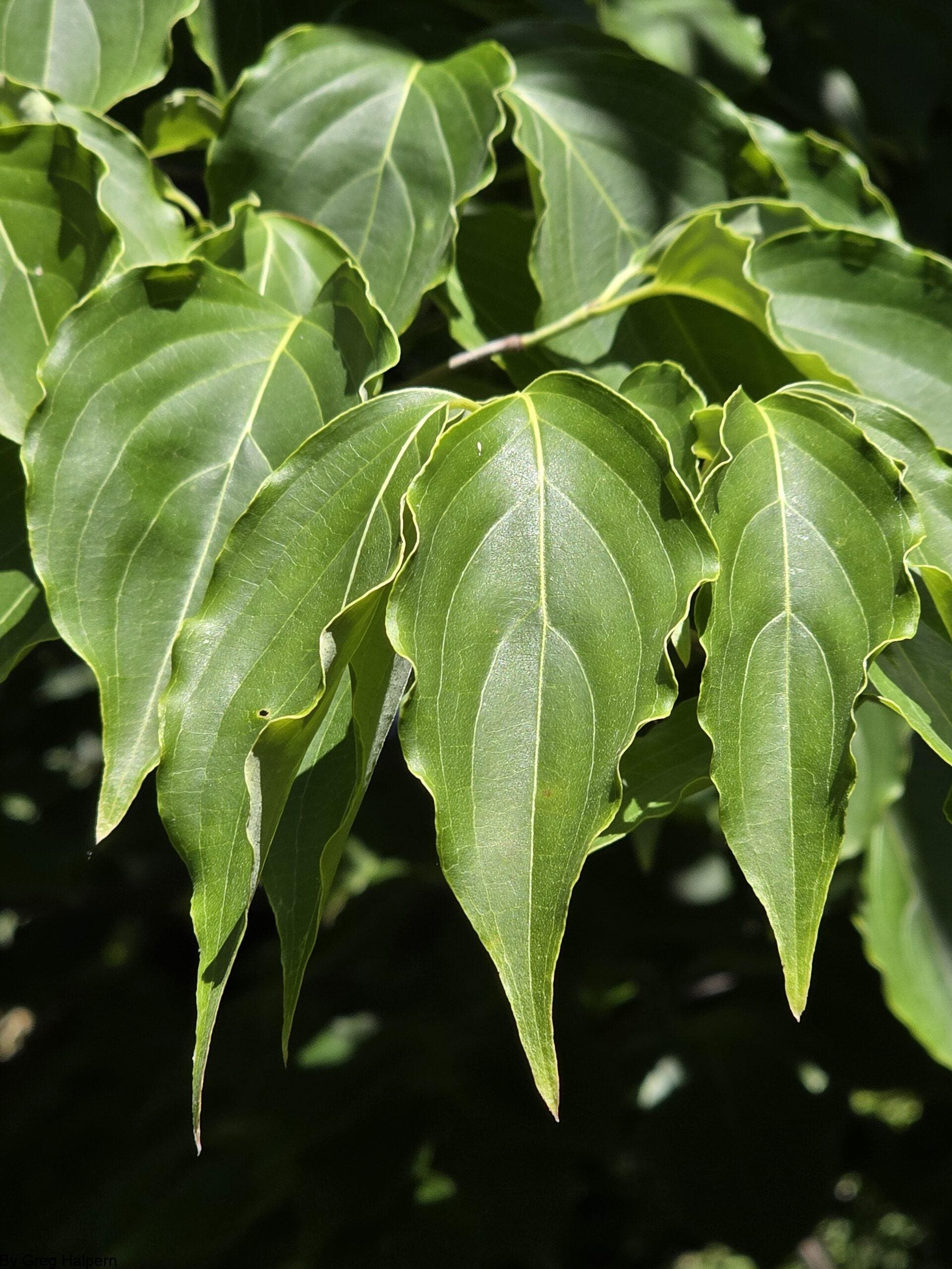 Close‑up of pointed green leaves fanning out like talons with sunlight reflecting off their waxy surface.