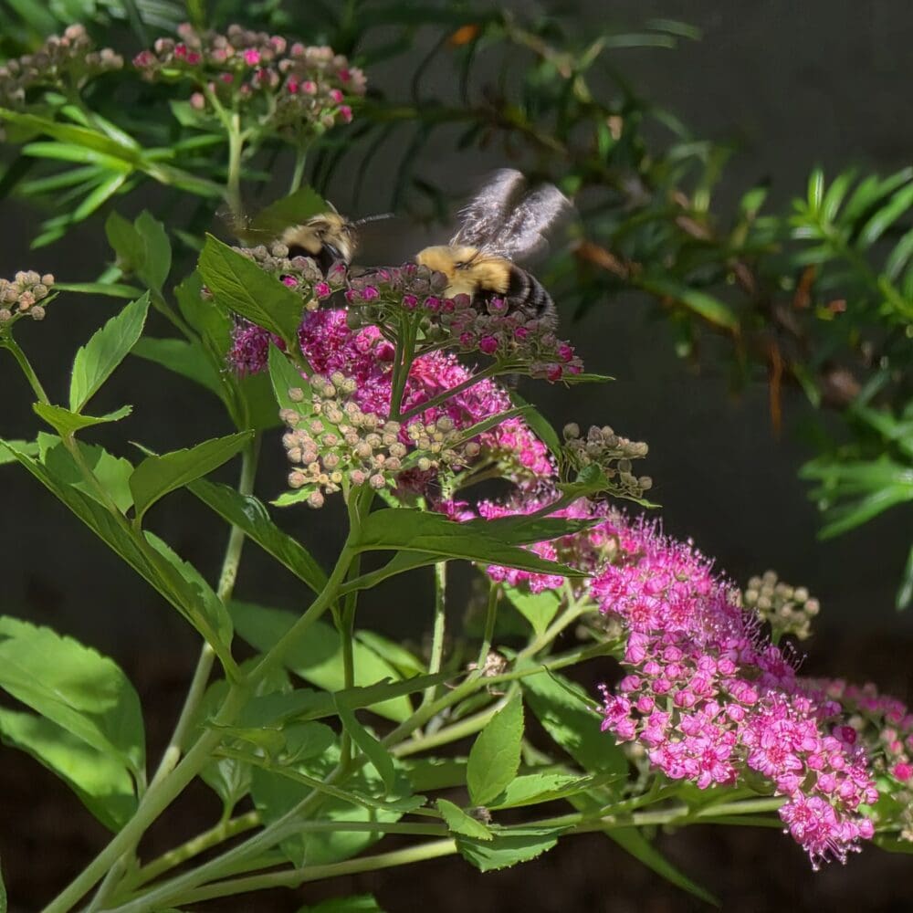 Two bumblebees gathering nectar on bright pink clustered blossoms with green narrow leaves