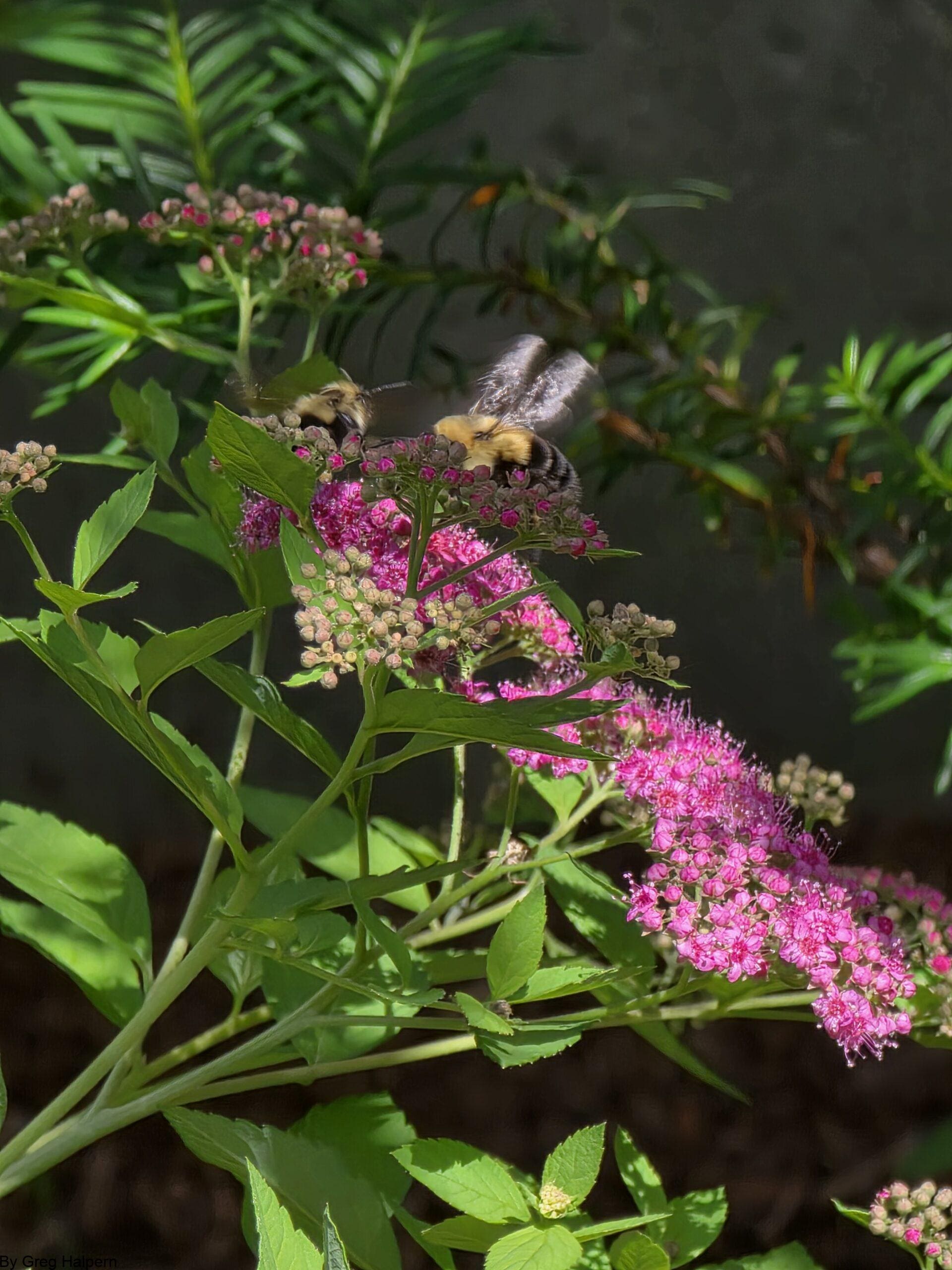 Two bumblebees gathering nectar on bright pink clustered blossoms with green narrow leaves