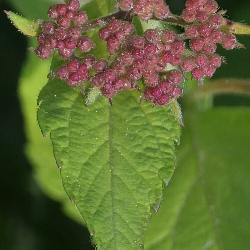 Close-up of a green serrated leaf with rose-colored hairy berry buds clustered on a stem
