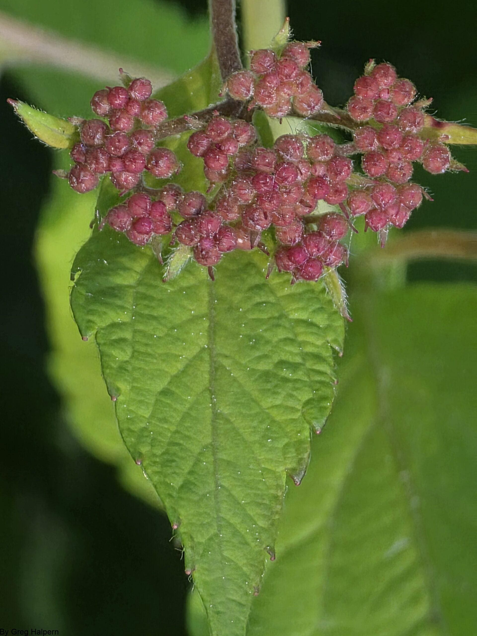 Close-up of a green serrated leaf with rose-colored hairy berry buds clustered on a stem