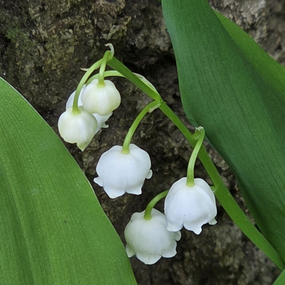 Close-up of six white Lily of the Valley bell-shaped blossoms hanging between bright green striped leaves