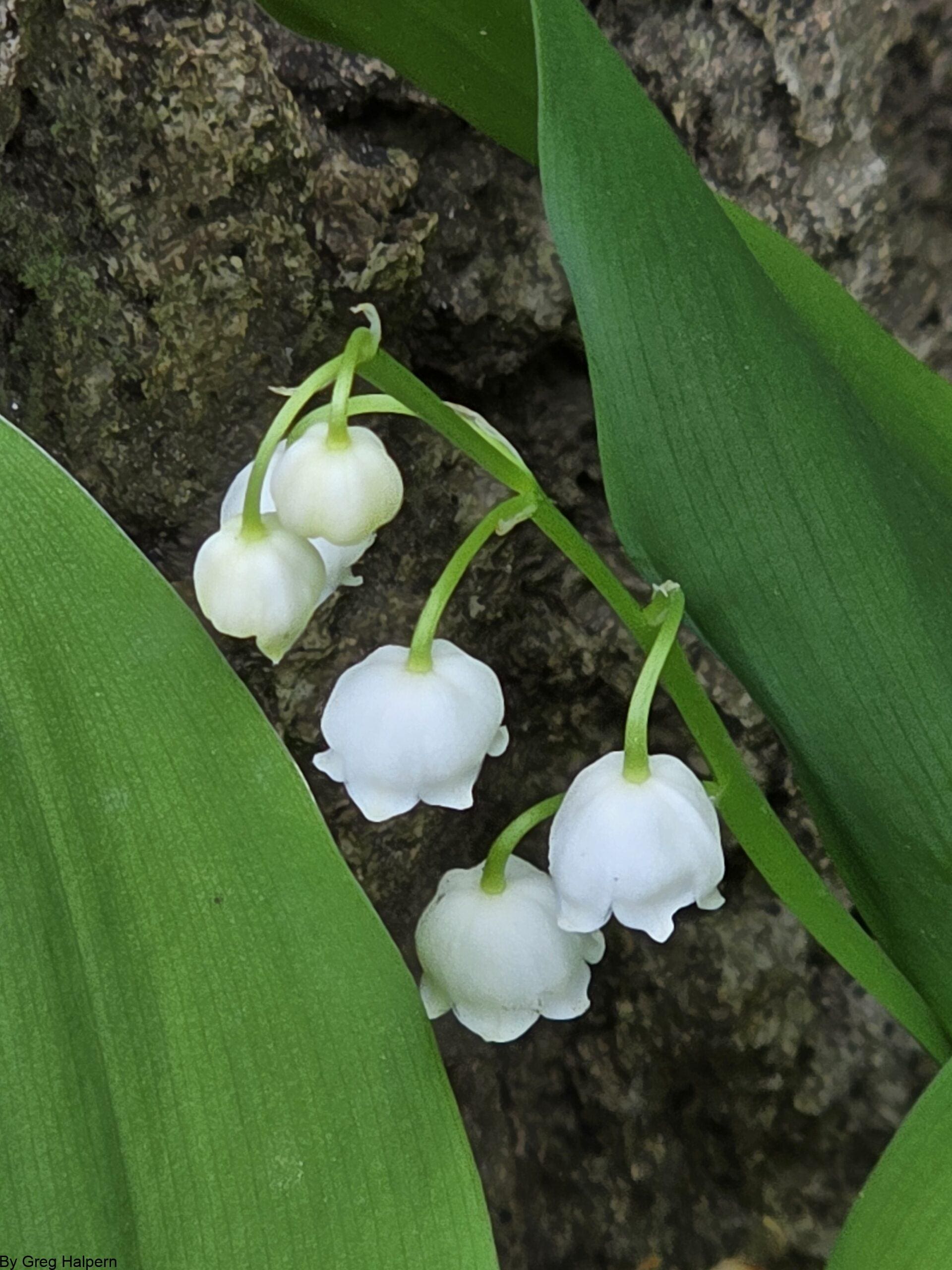 Close-up of six white Lily of the Valley bell-shaped blossoms hanging between bright green striped leaves