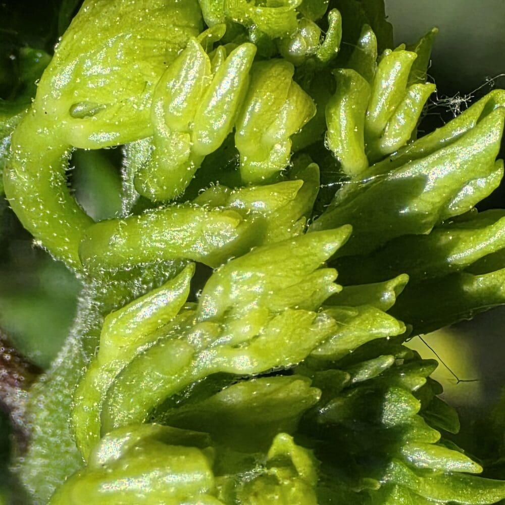 Close‑up of young green buds with glossy resin‑like coating and pointed tips bending toward the light.