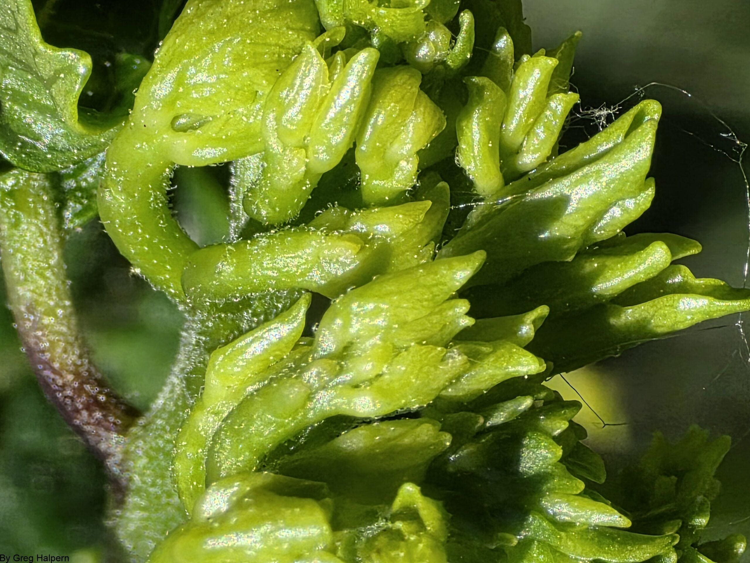 Close‑up of young green buds with glossy resin‑like coating and pointed tips bending toward the light.