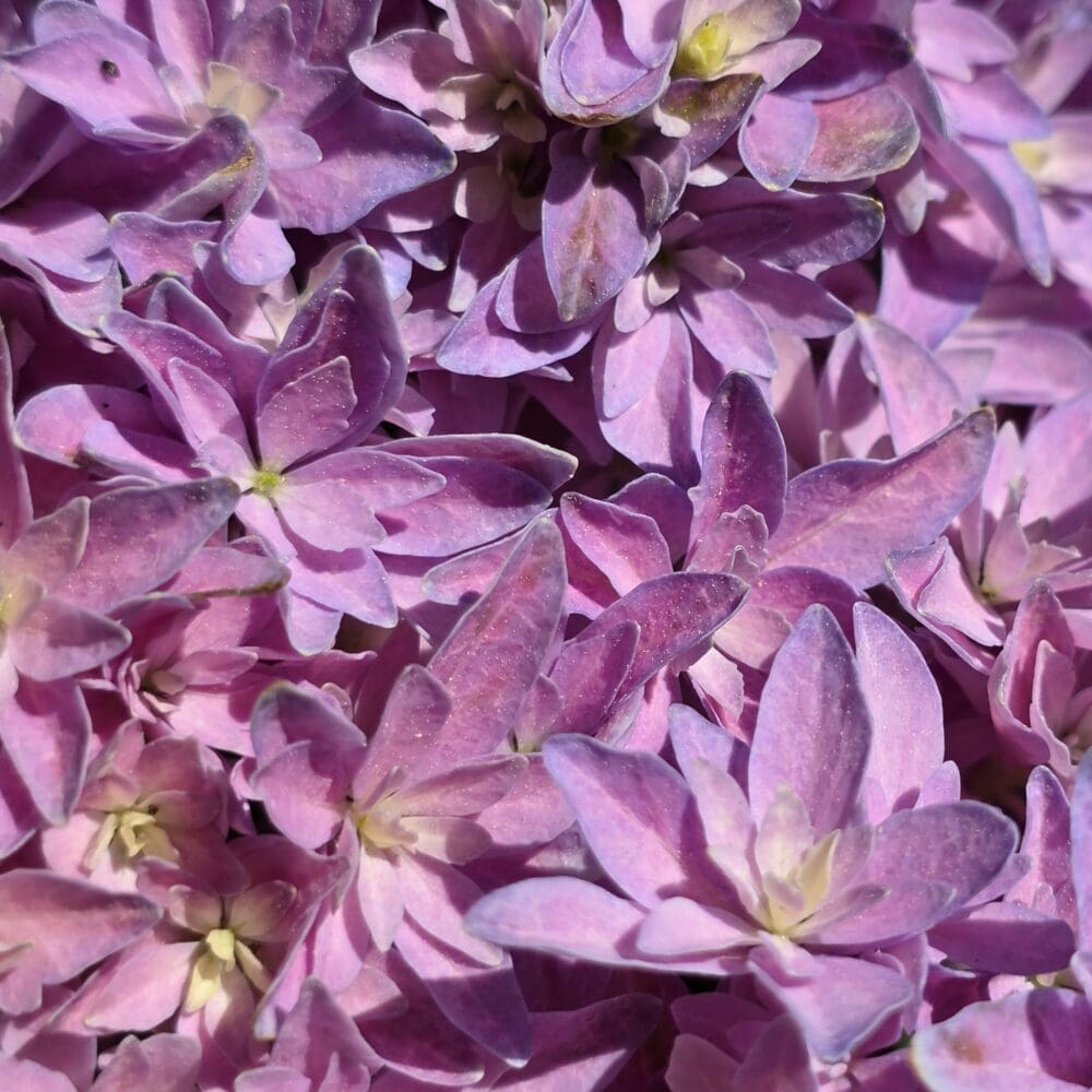 Close‑up of layered pink and lilac petals forming a dense floral blanket with soft yellow centers