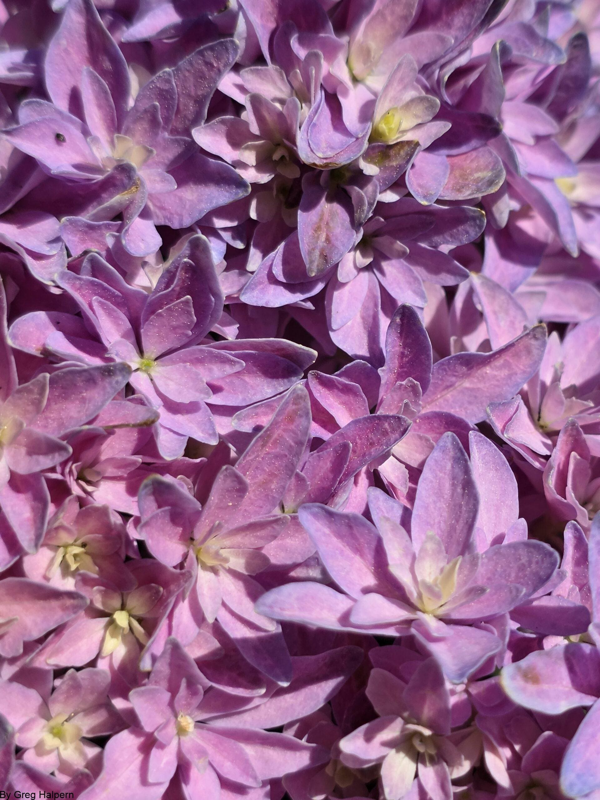 Close‑up of layered pink and lilac petals forming a dense floral blanket with soft yellow centers